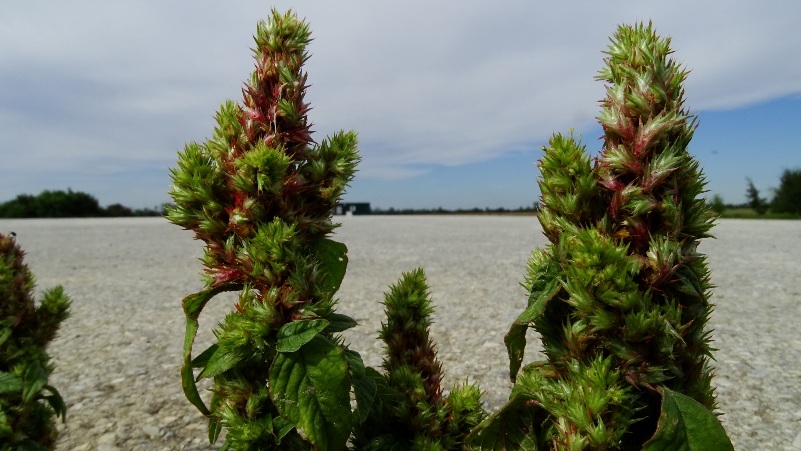 DSC03189 prell-WNW amaranthus cf. retroflexus.JPG