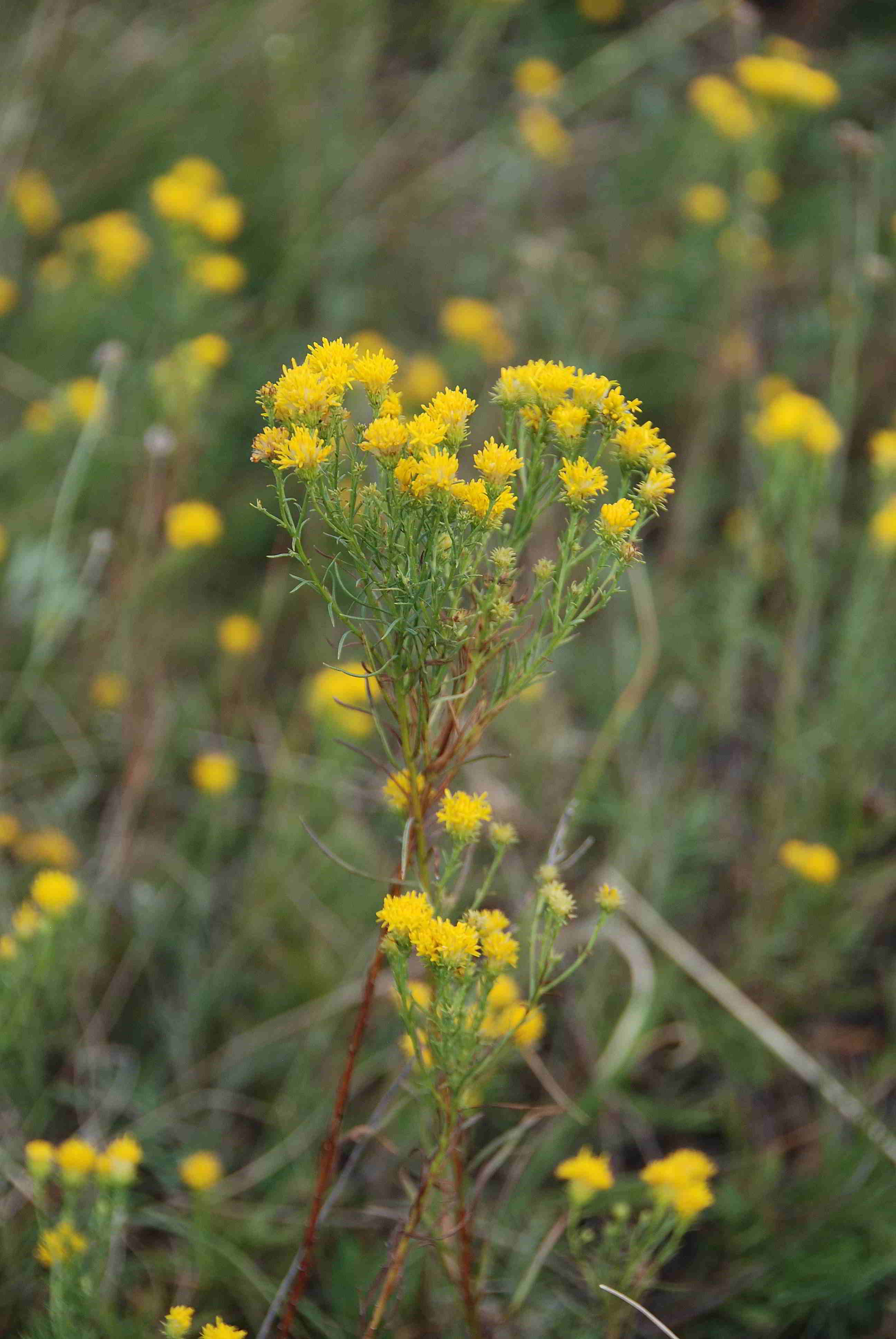 Perchtoldsdorfer Heide 15092017-(4)-kleine Heide-Galatella linosyris-Goldschopf Aster.JPG