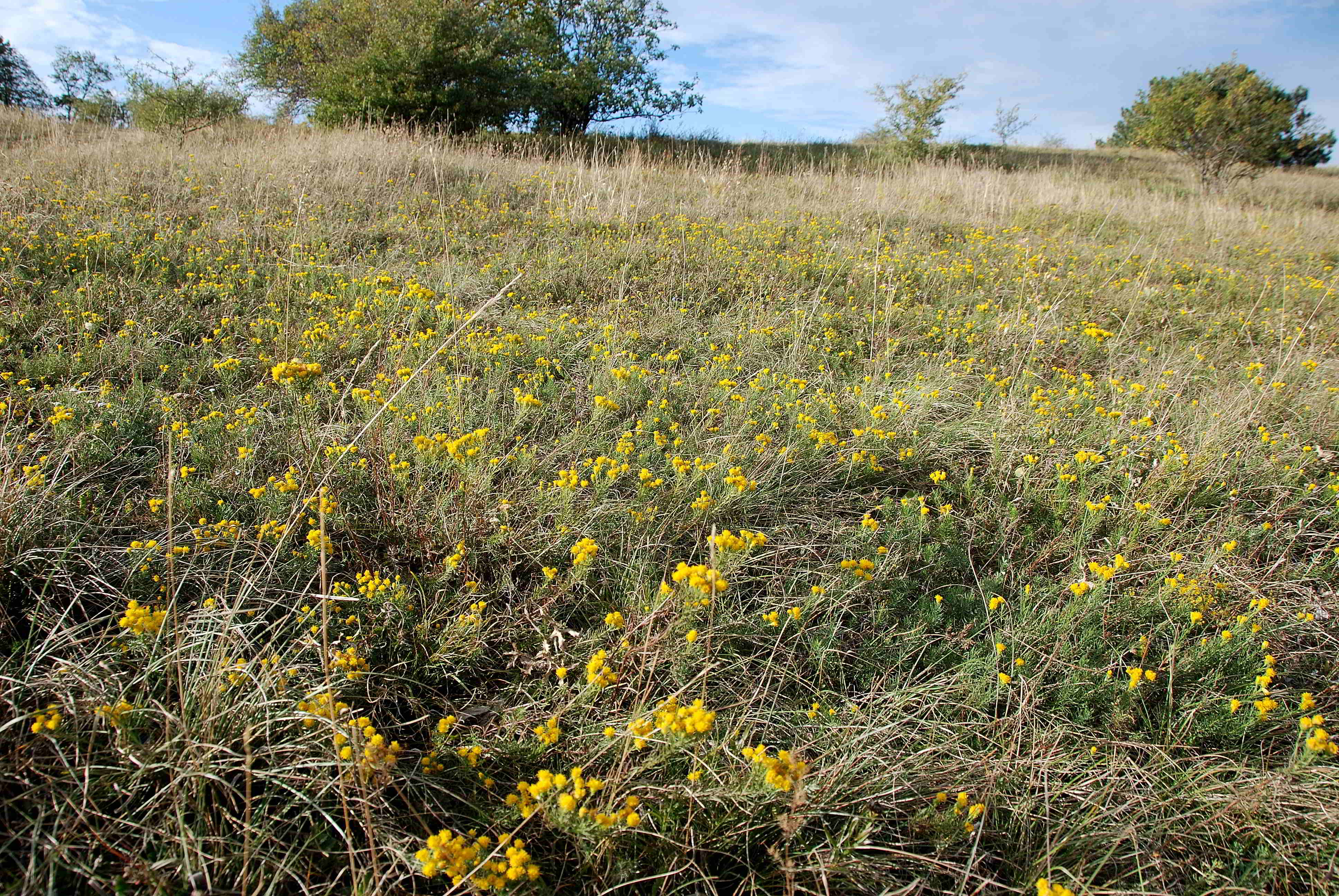 Perchtoldsdorfer Heide 15092017-(25)-große Heide-Galatella linosyris-Goldschopf Aster.JPG