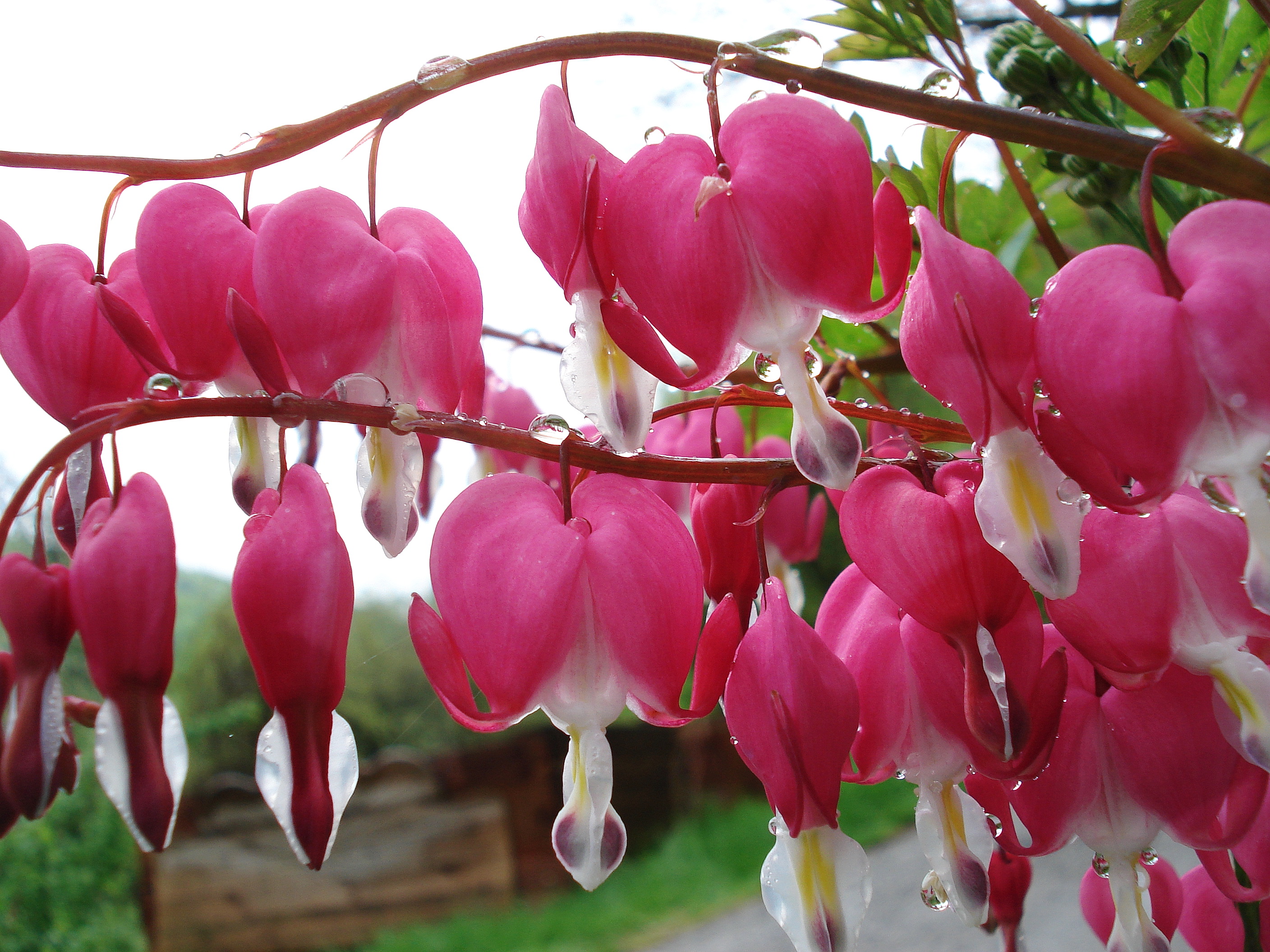 Lamprocapnos spectabilis.JPG