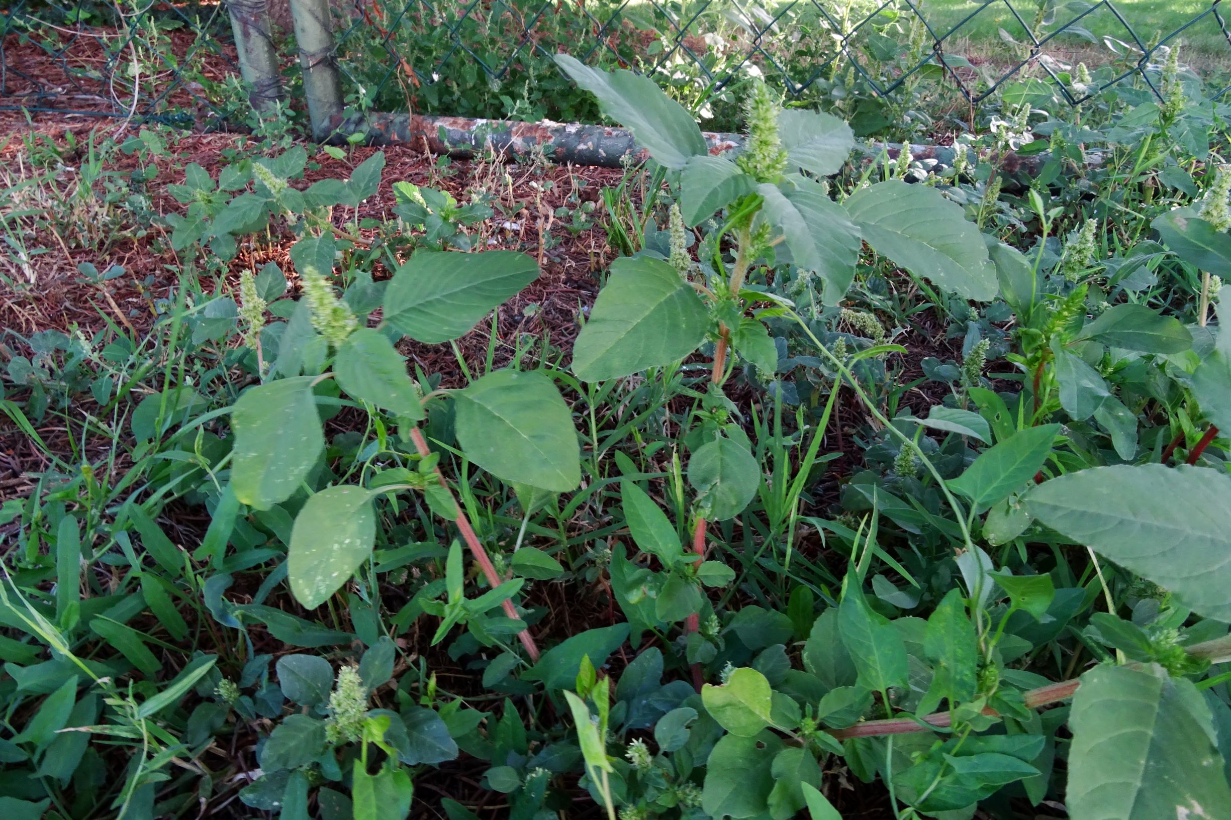 DSC03574 prell-O amaranthus.JPG
