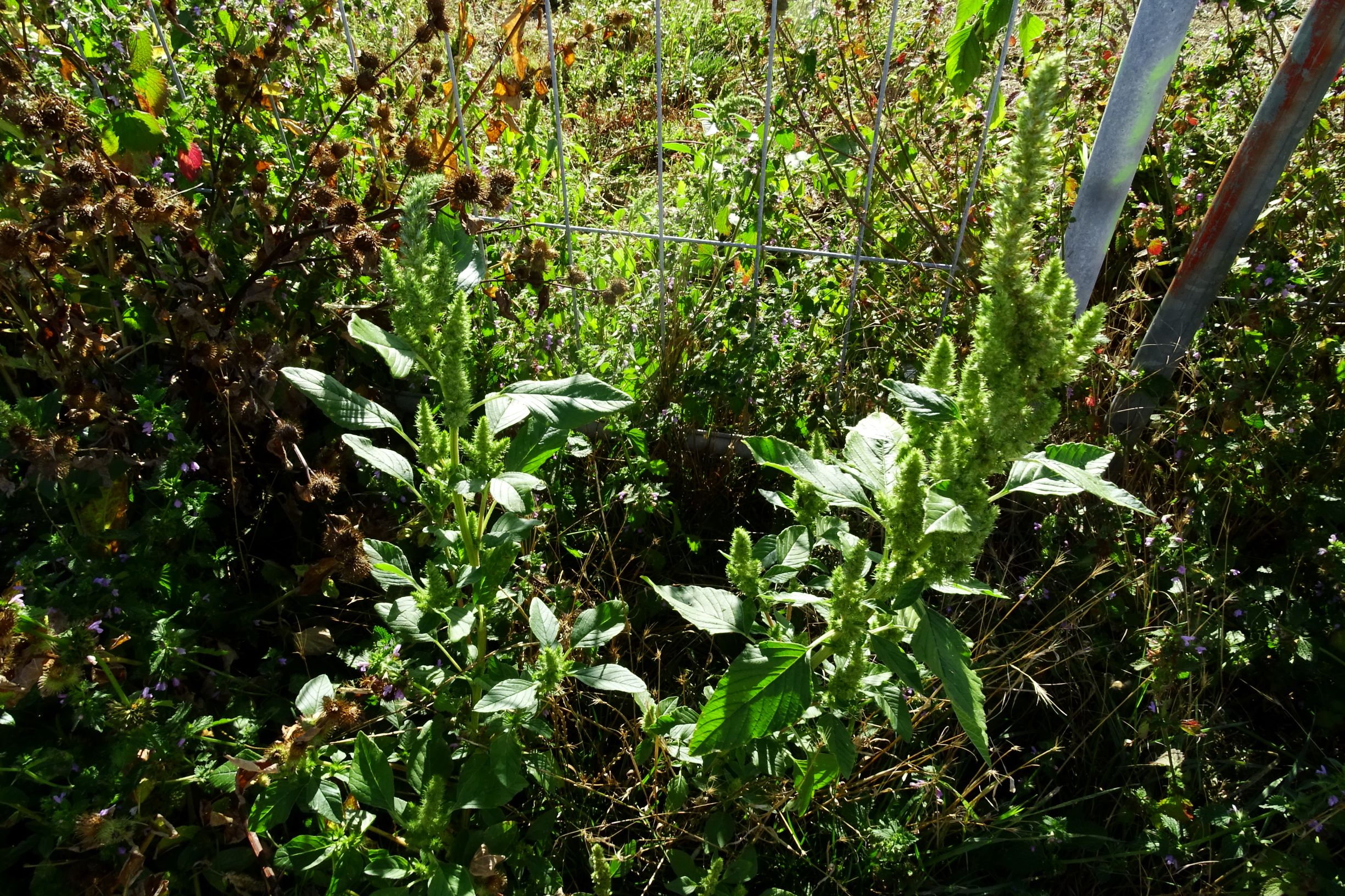 DSC03607 prell-NNO amaranthus.JPG