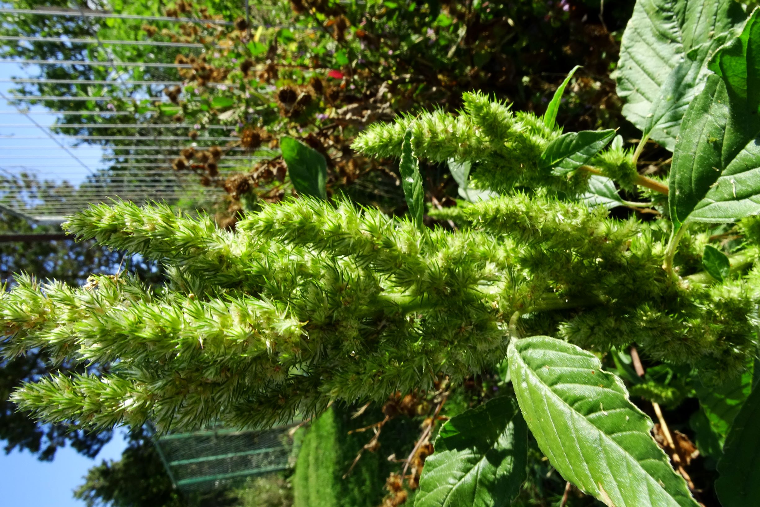 DSC03609 prell-NNO amaranthus.JPG
