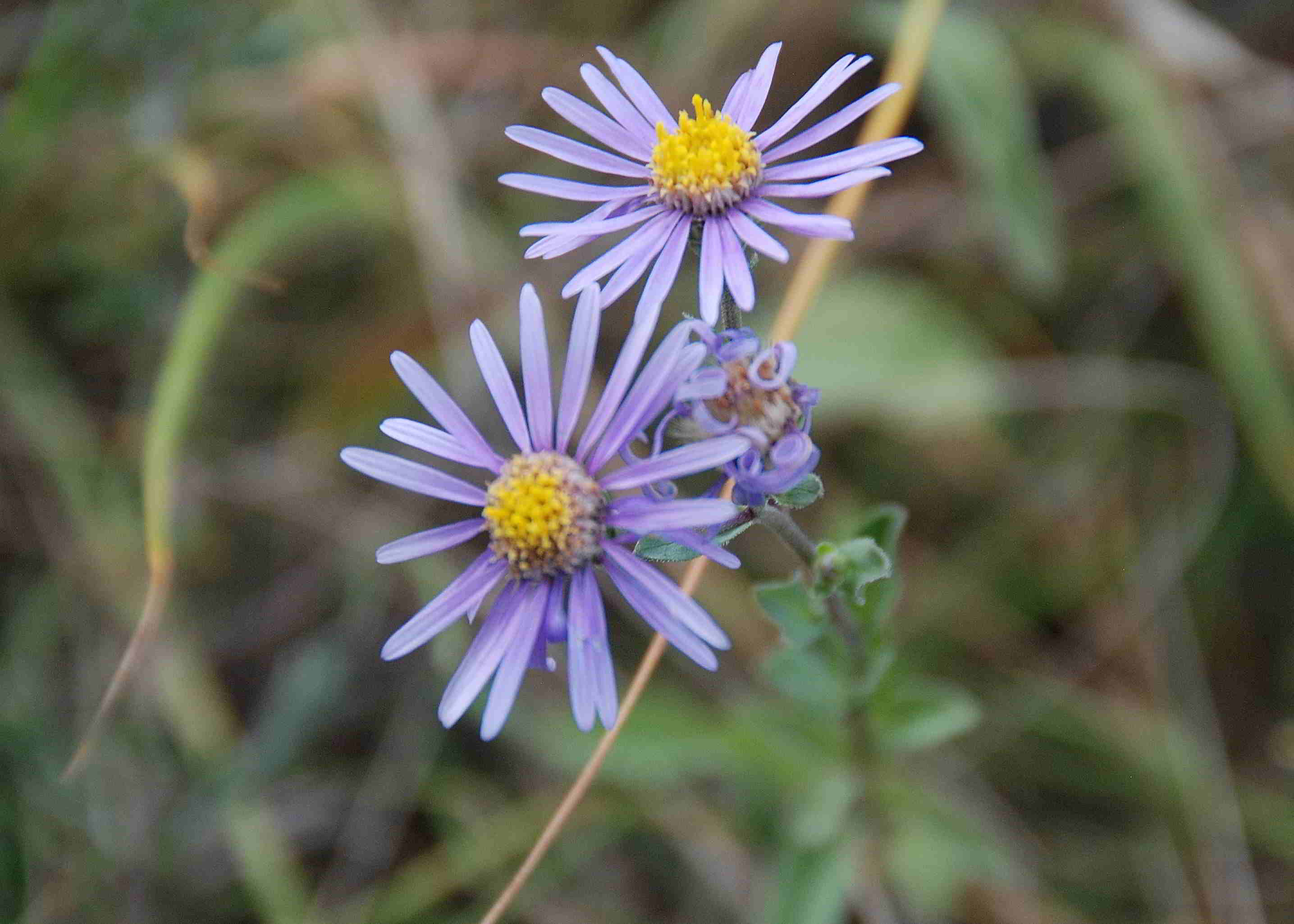 Perchtoldsdorfer Heide 15092017-(12)-kleine Heide-Aster amellus-Berg Aster.JPG