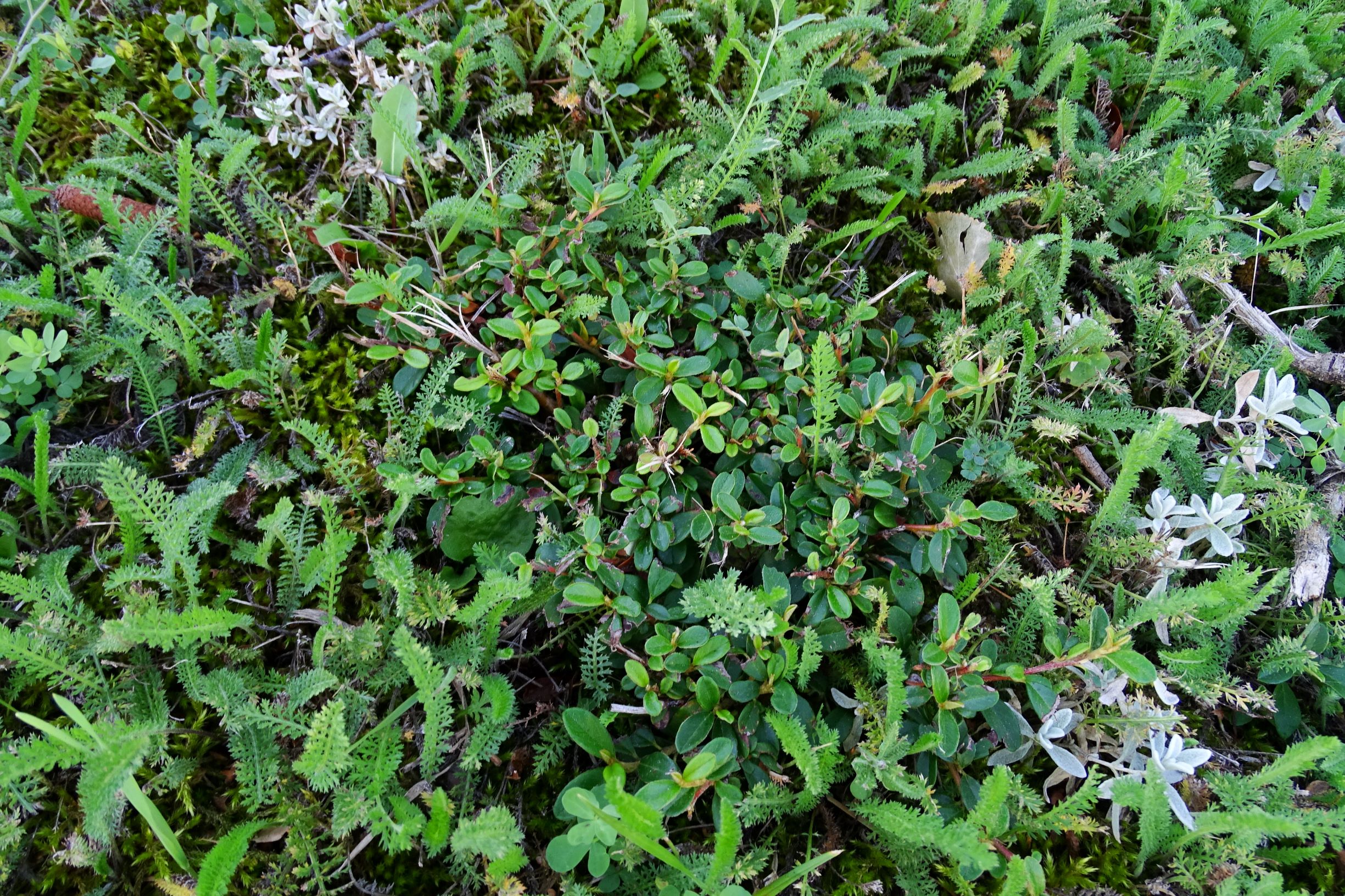 DSC04278 cotoneaster.JPG