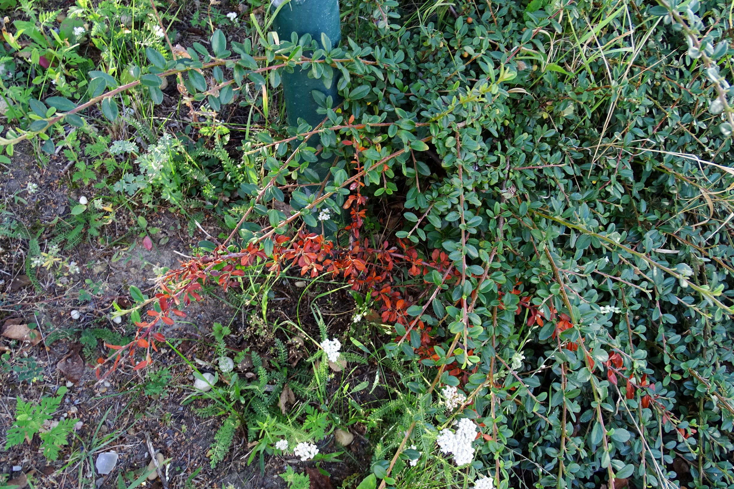 DSC04280 cotoneaster.JPG