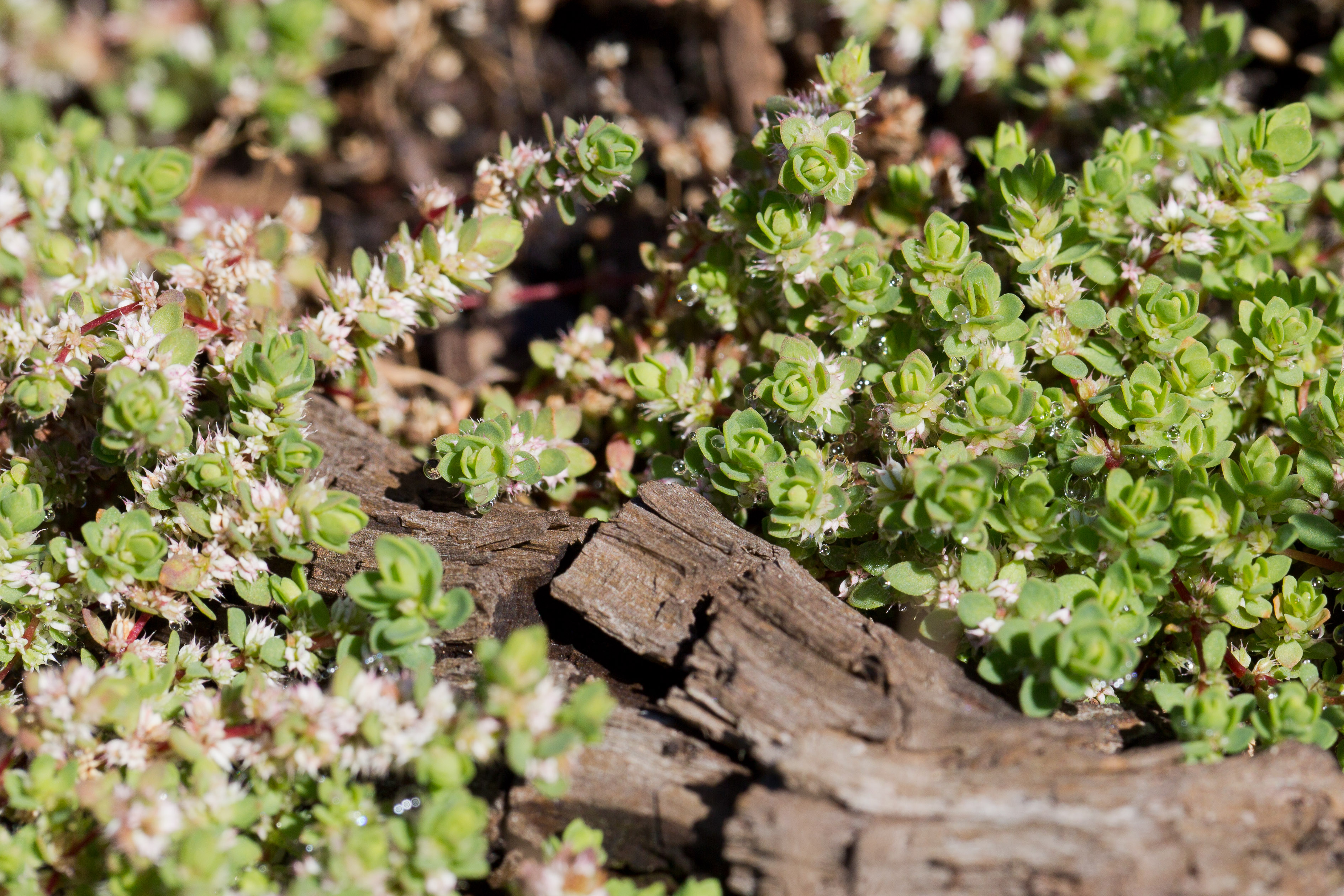 Caryophyllaceae_Illecebrum verticillatum 2-2.jpg