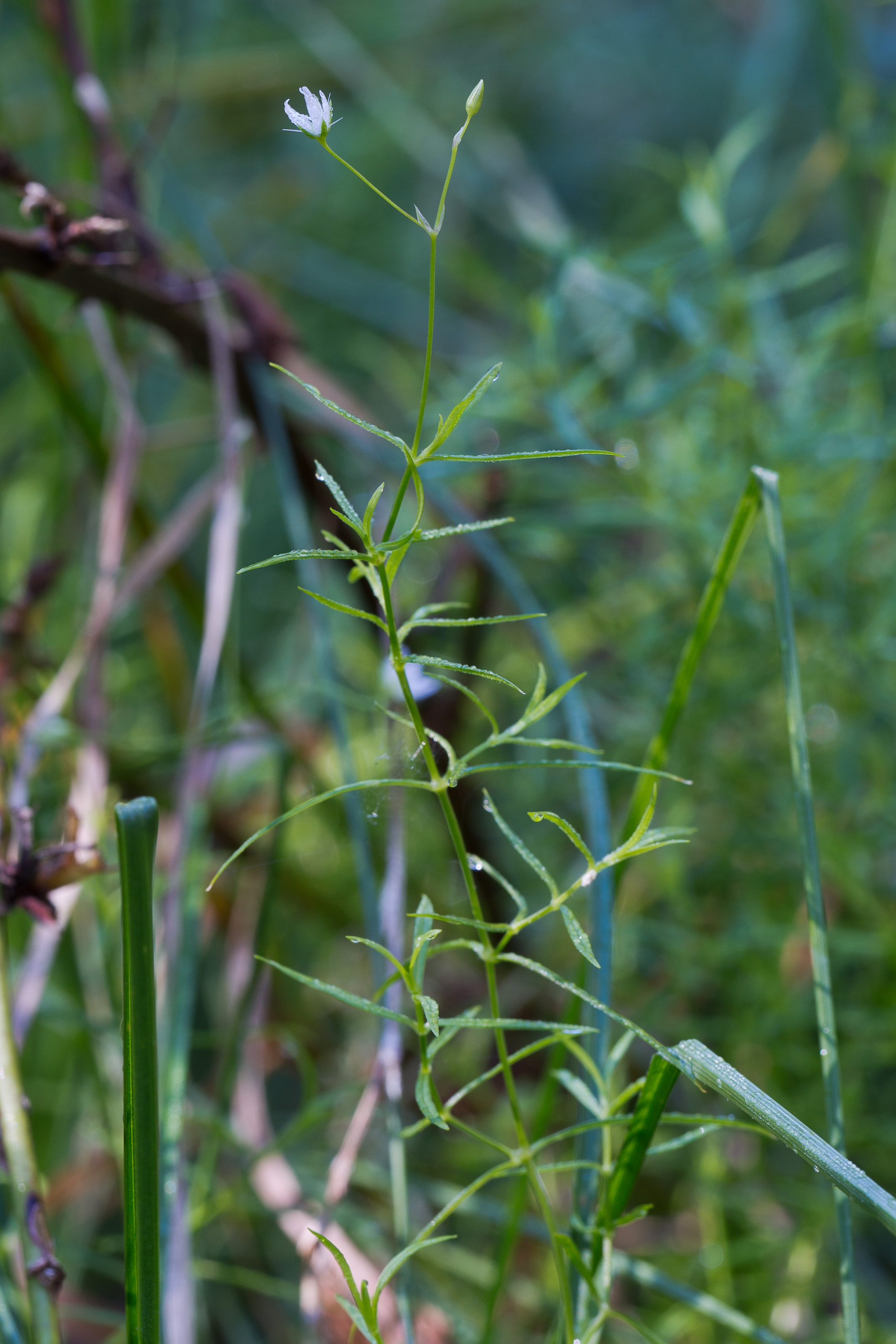 Caryophyllaceae_Stellaria longifolia 1-2.jpg