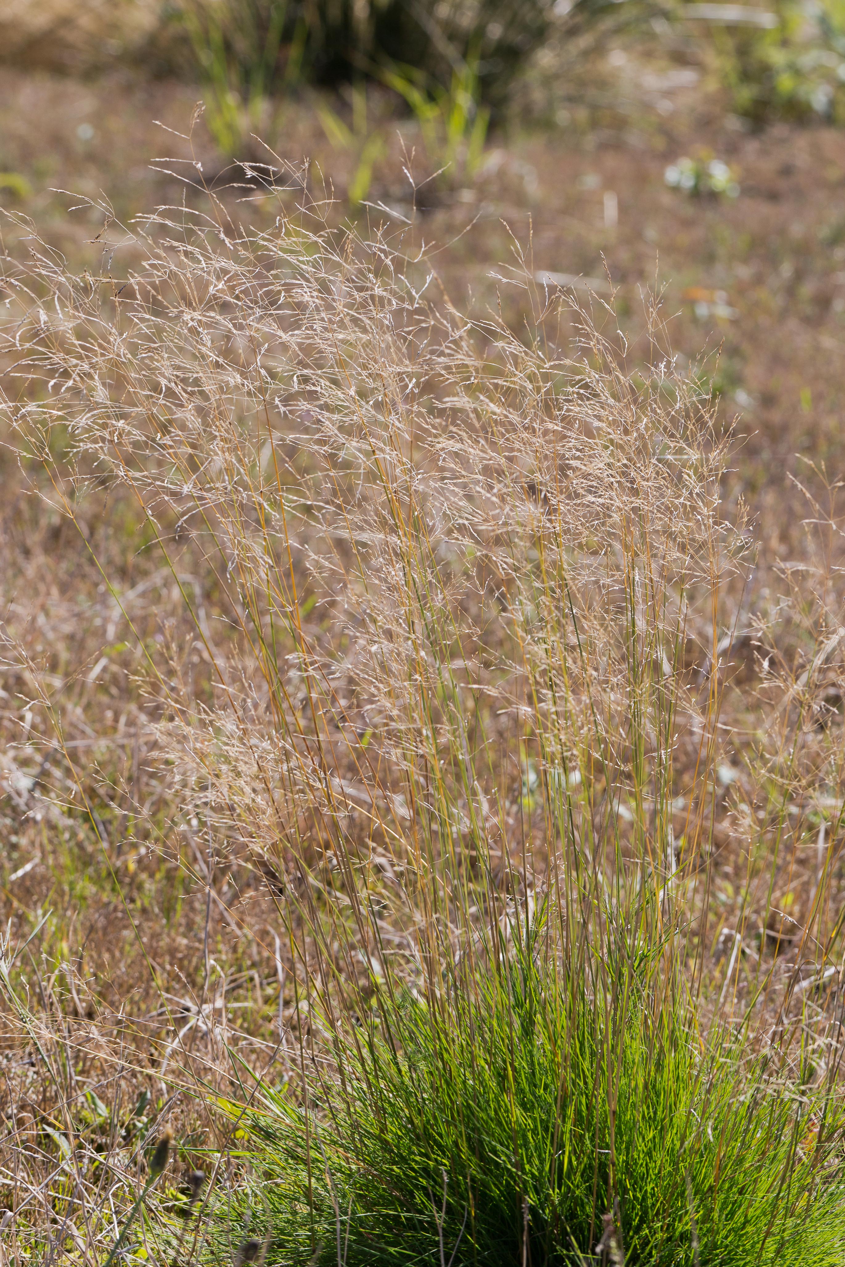 Poaceae_Agrostis scabra 2-2.jpg