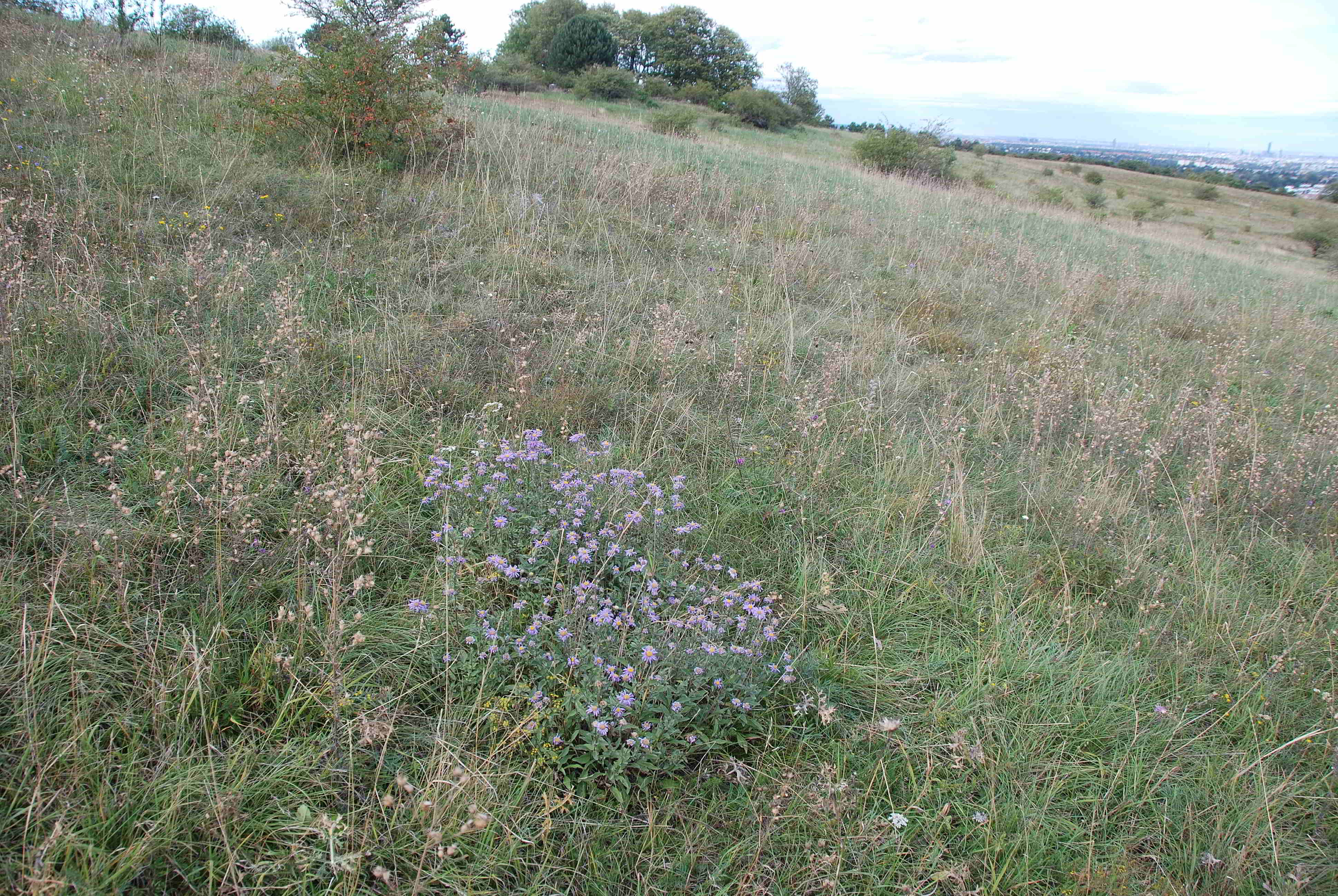 Perchtoldsdorfer Heide 15092017-(16)-große Heide-Aster amellus-Berg Aster.JPG