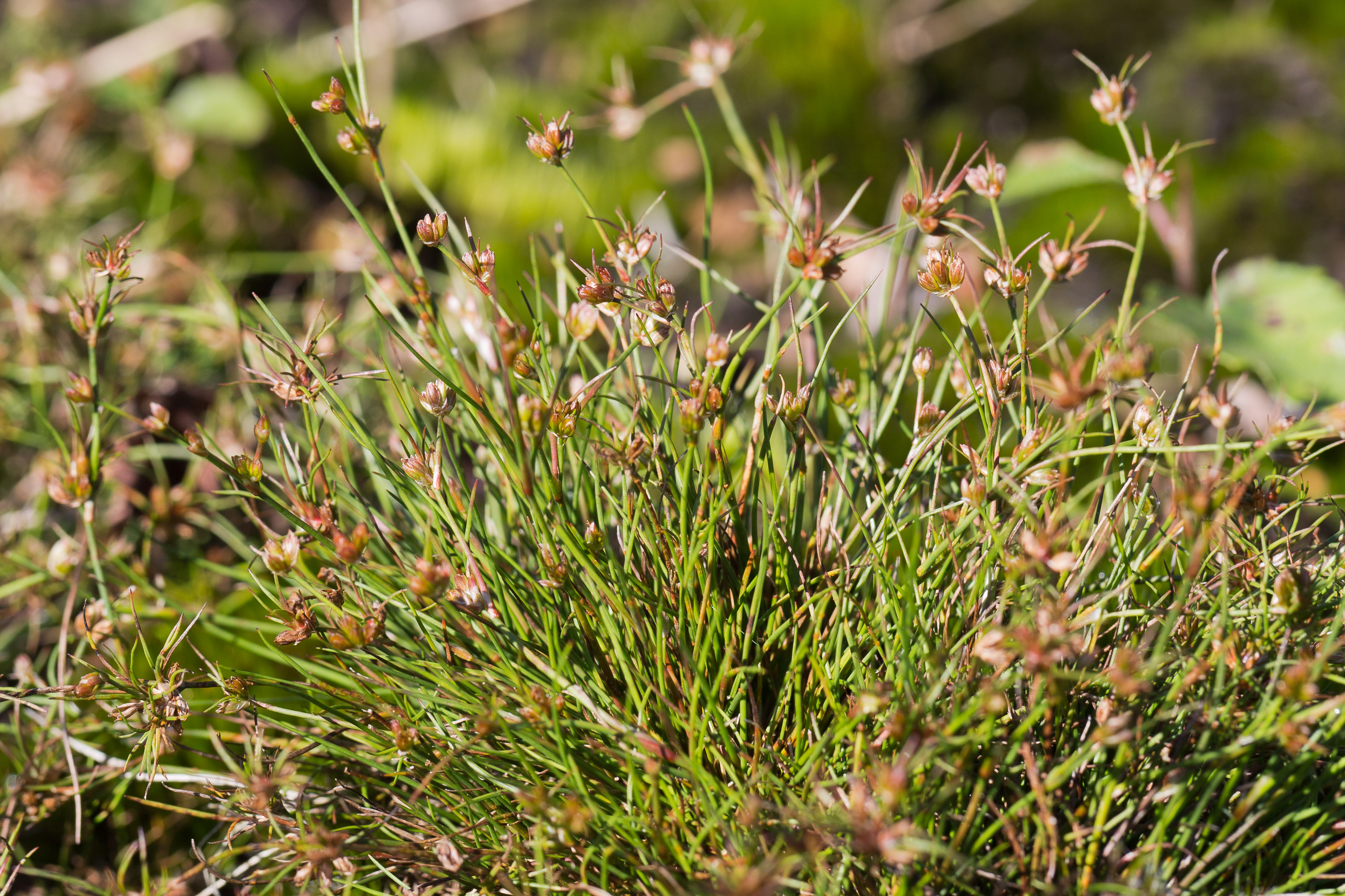 Juncaceae_Juncus bulbosus 2-2.jpg