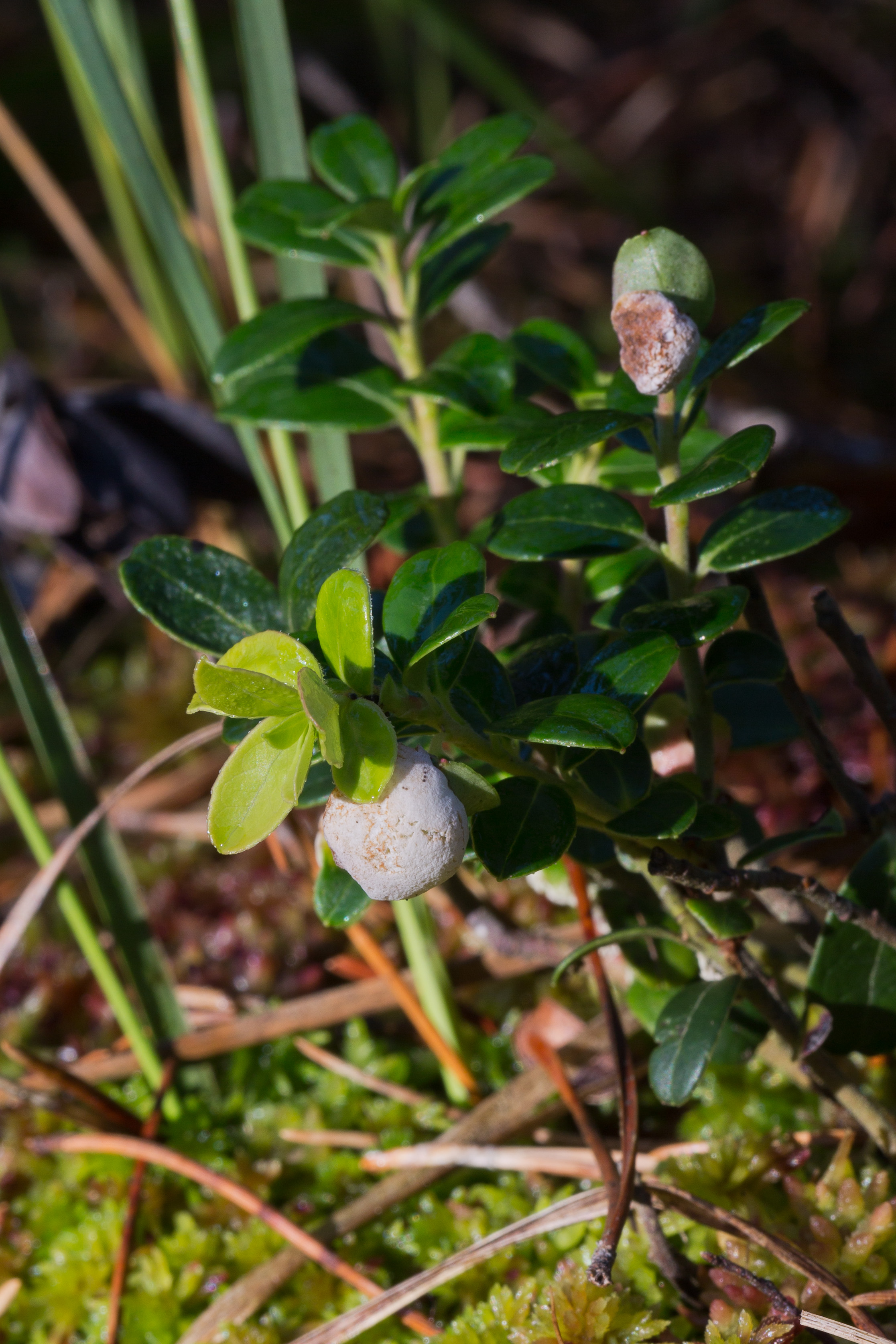 Exobasidiaceae_Exobasidium vaccinii 1-2.jpg