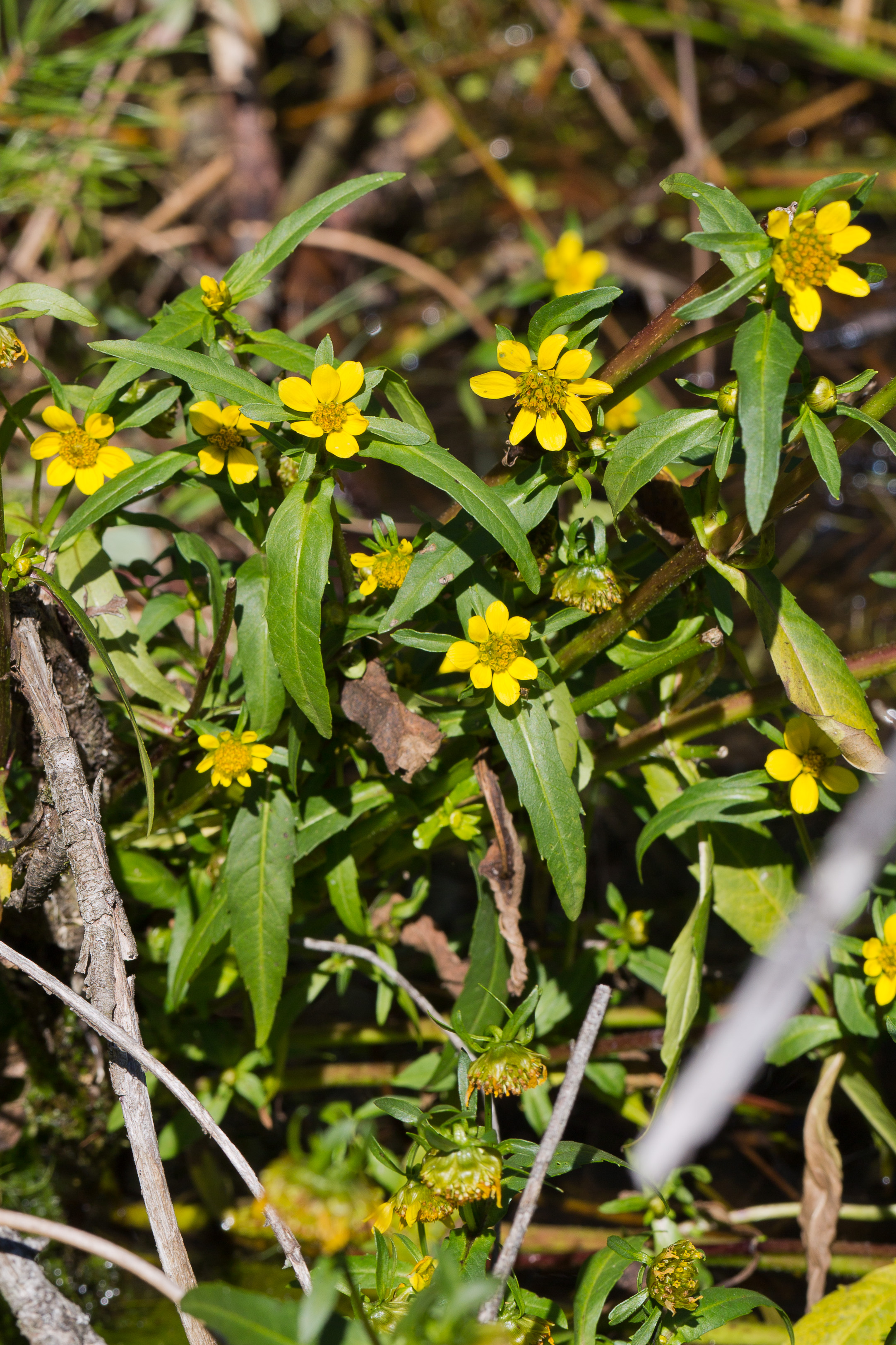 Asteraceae_Bidens cernua 1-2.jpg