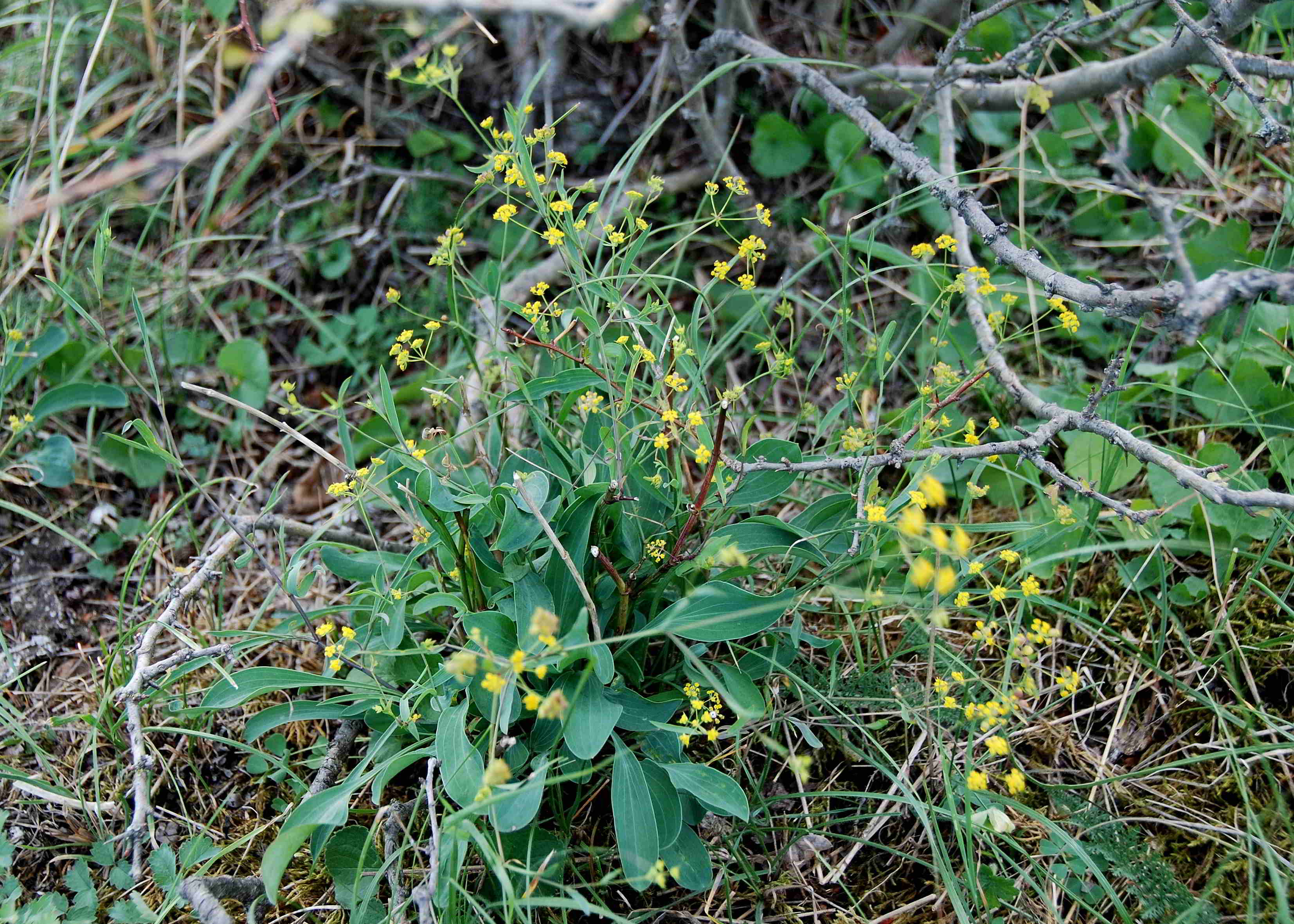 Perchtoldsdorfer Heide 15092017-(20)-große Heide-Bupleurum falcatum-Sichel Hasenohr.JPG