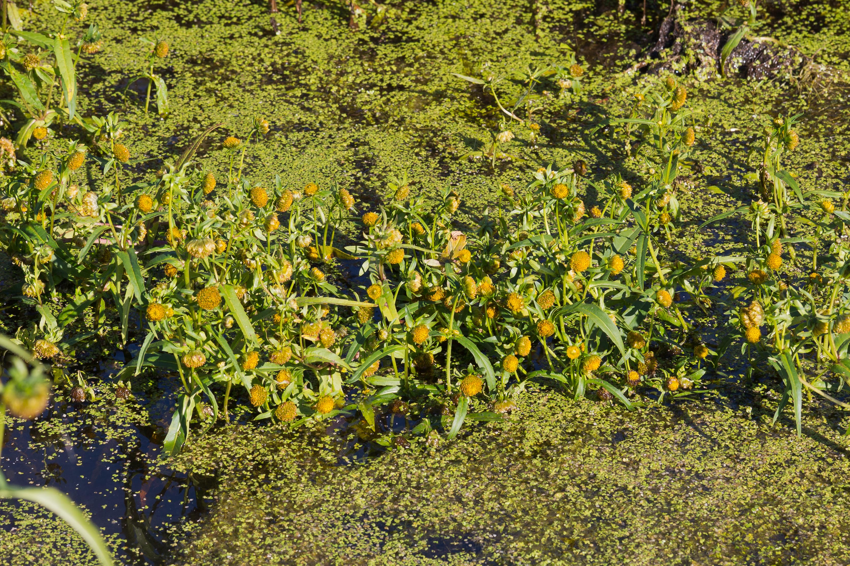 Asteraceae_Bidens cernua 3-2.jpg