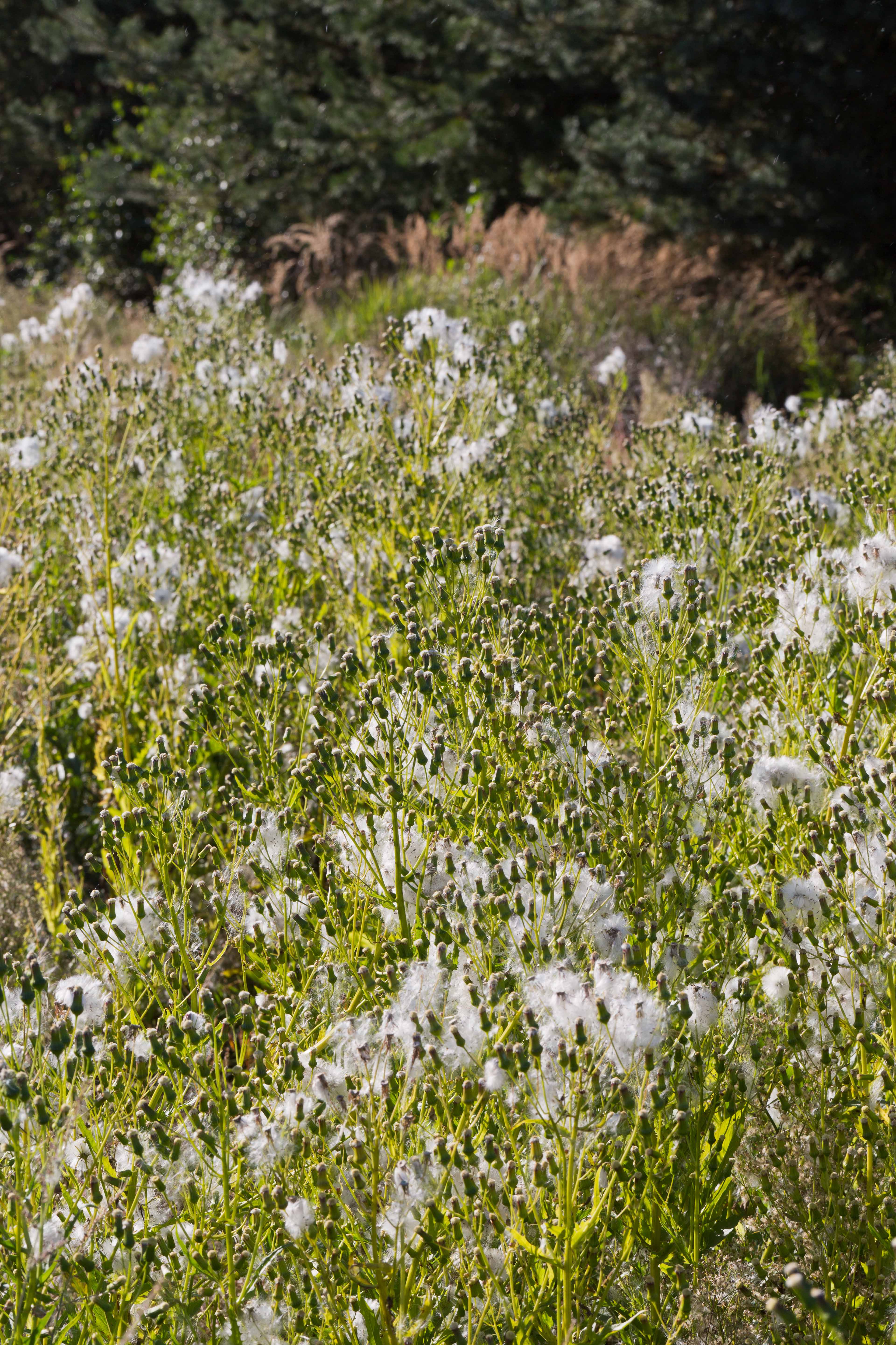 Asteraceae_Erechtites hieraciifolia 1-2.jpg