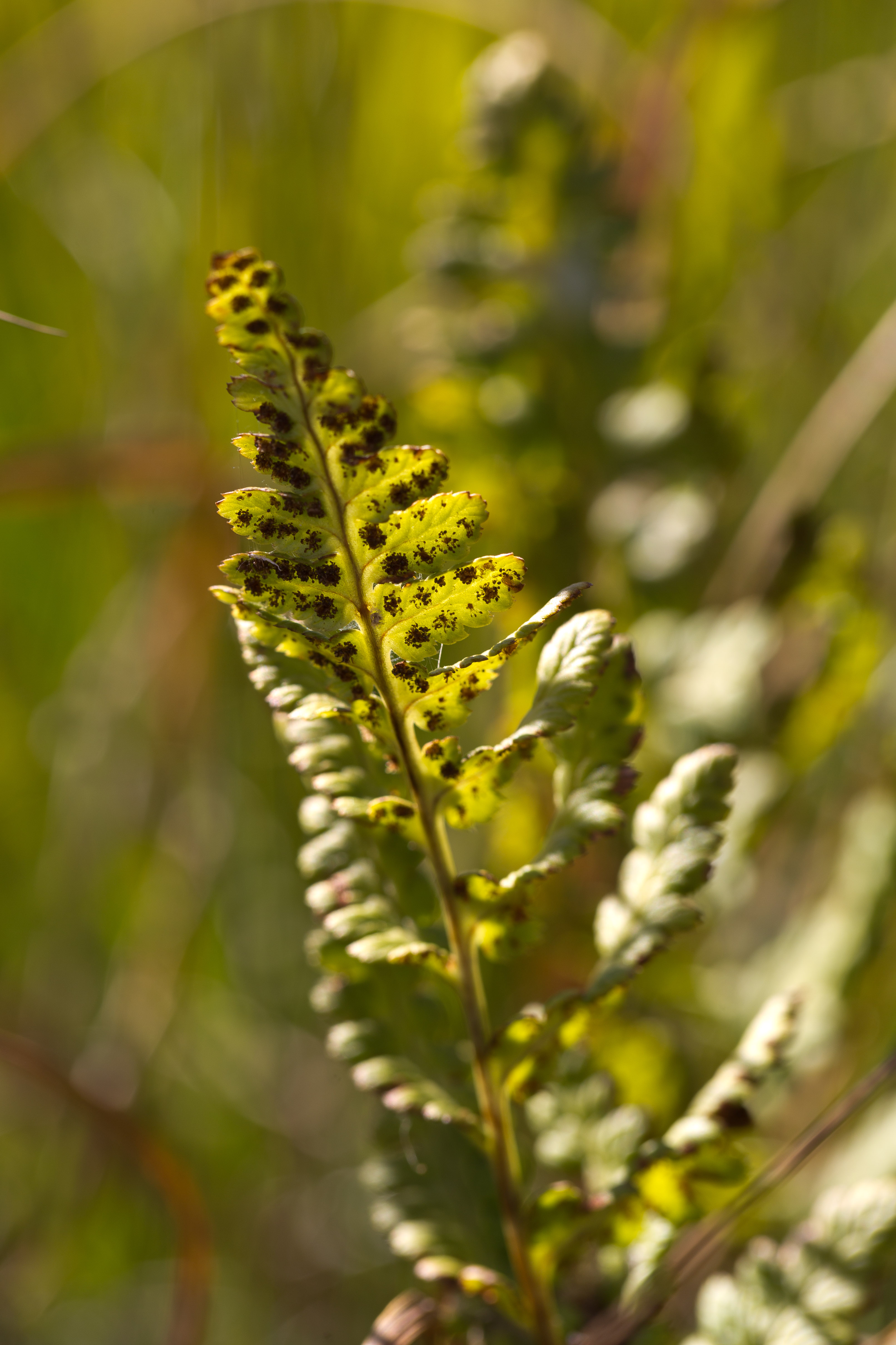 Dryopteridaceae_Dryopteris cristata 1 b-2.jpg