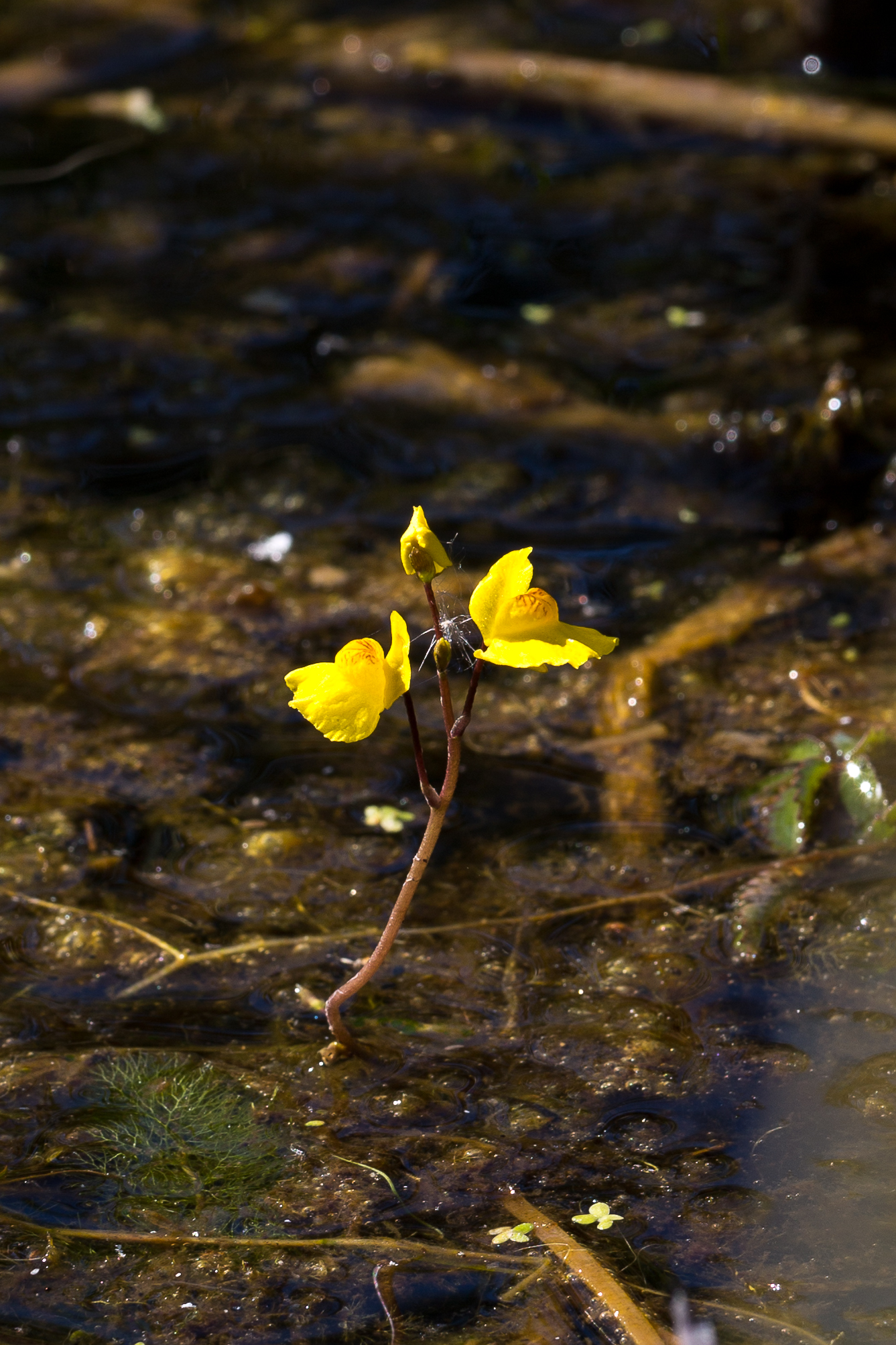 Lentibulariaceae_Utricularia australis 1-2.jpg