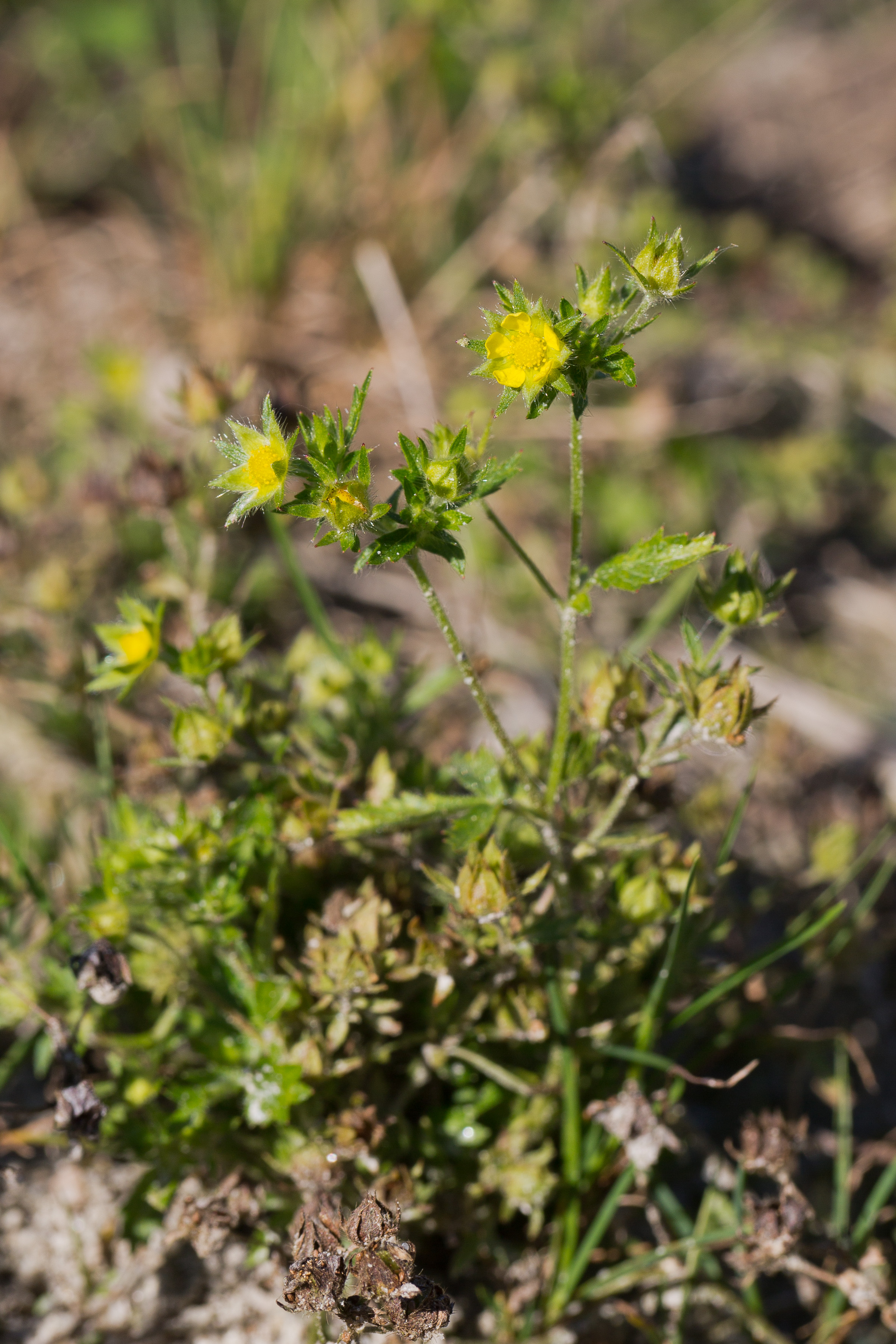 Rosaceae_Potentilla norvegica 1-2.jpg