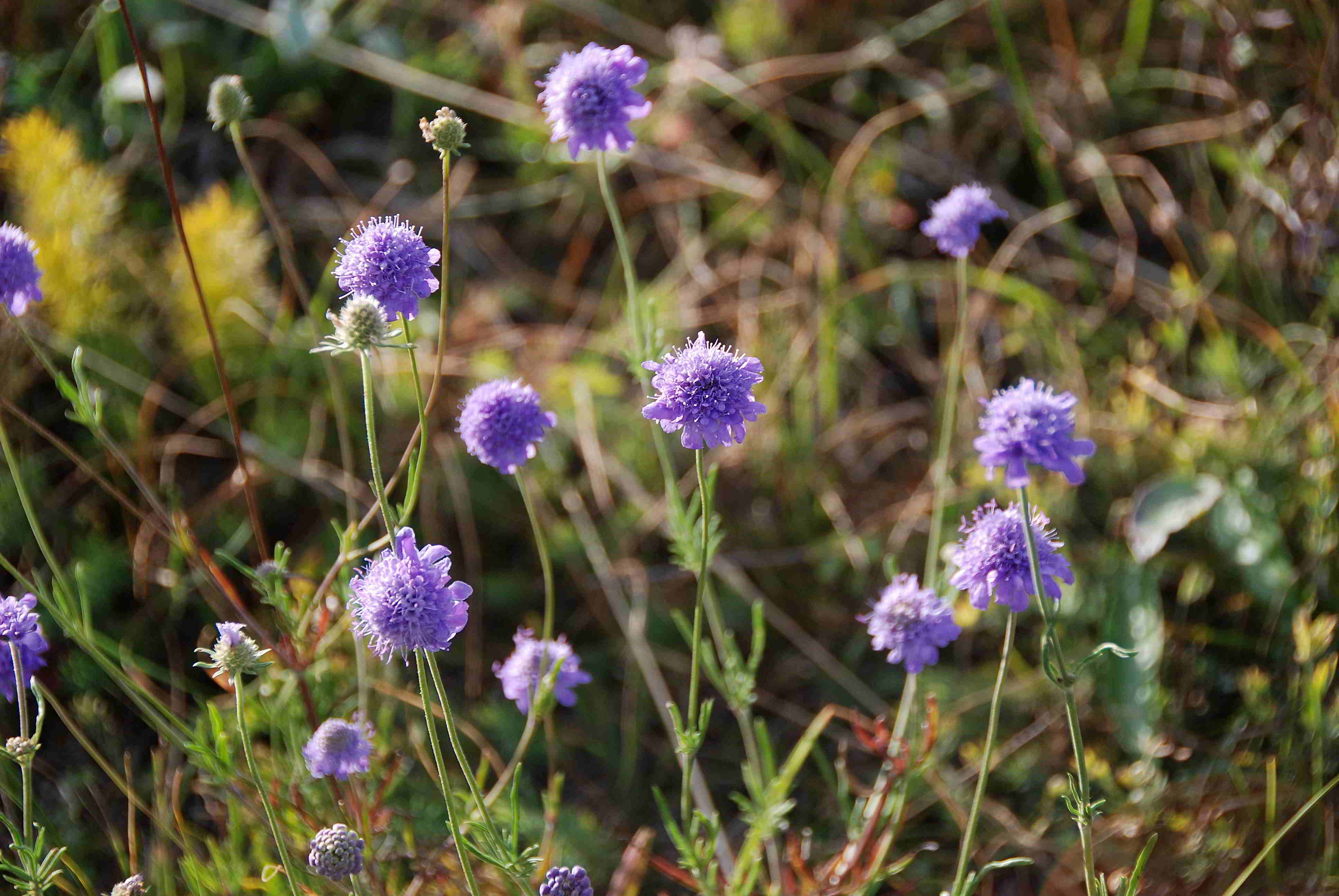 Perchtoldsdorfer Heide 15092017-(46)-große Heide-Scabiosa canescens-Duft Skabiose.JPG