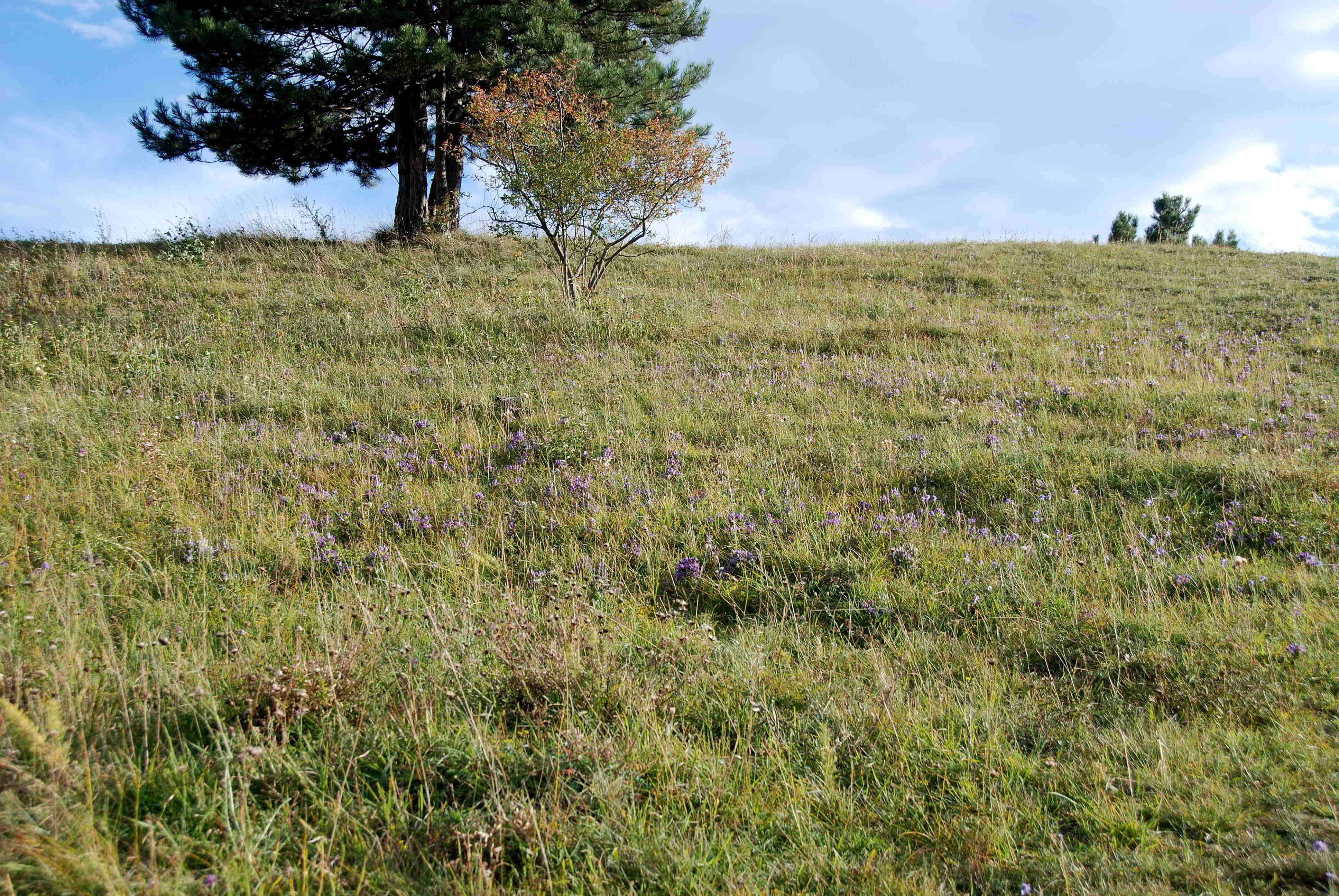 Perchtoldsdorfer Heide 15092017-(42)-große Heide-Gentianella austriaca-Österreichischer Kranzenzian.JPG