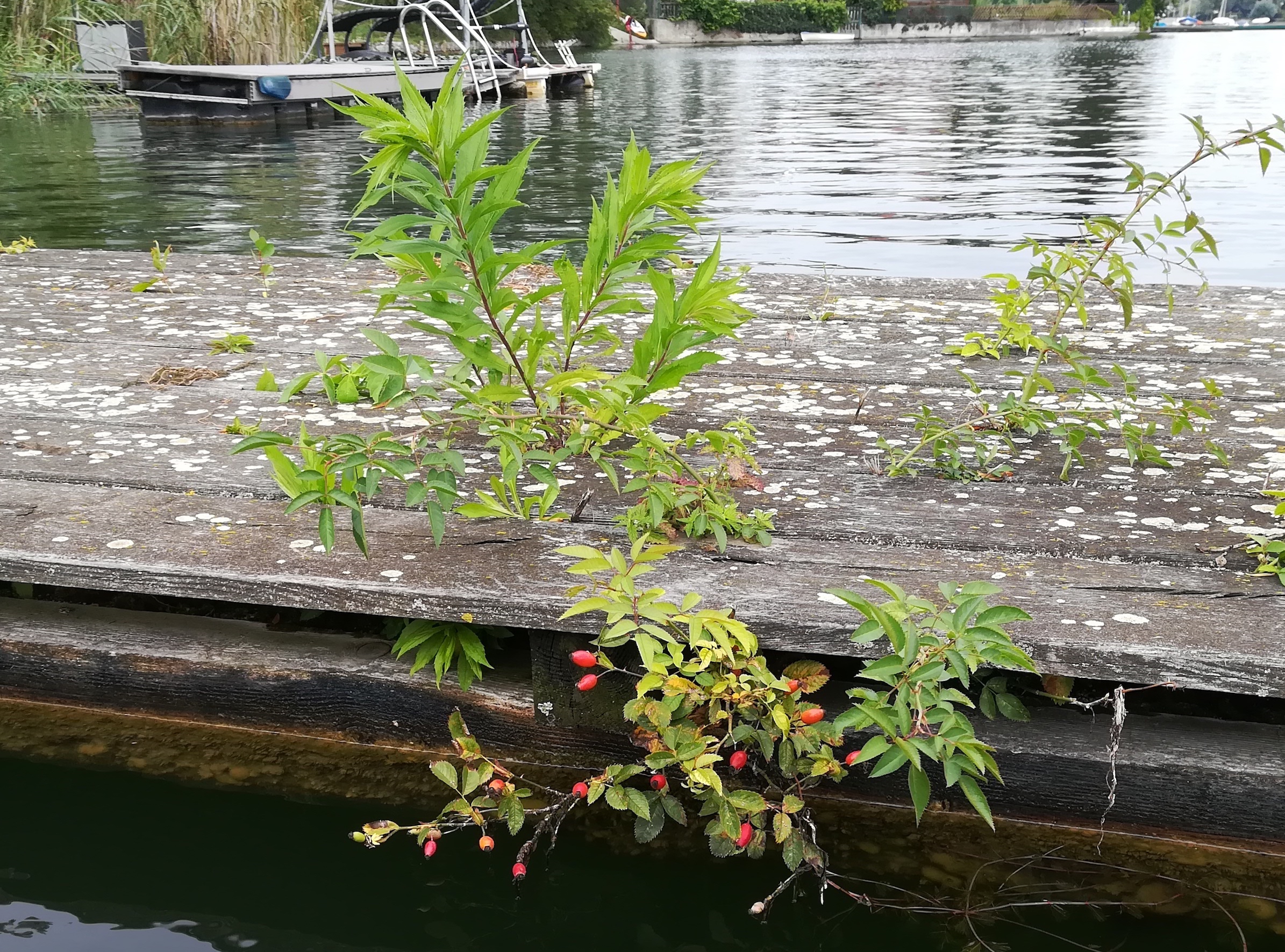 rosa sp. untere alte donau unweit einmündung kaiserwasser_20200907_151914.jpg