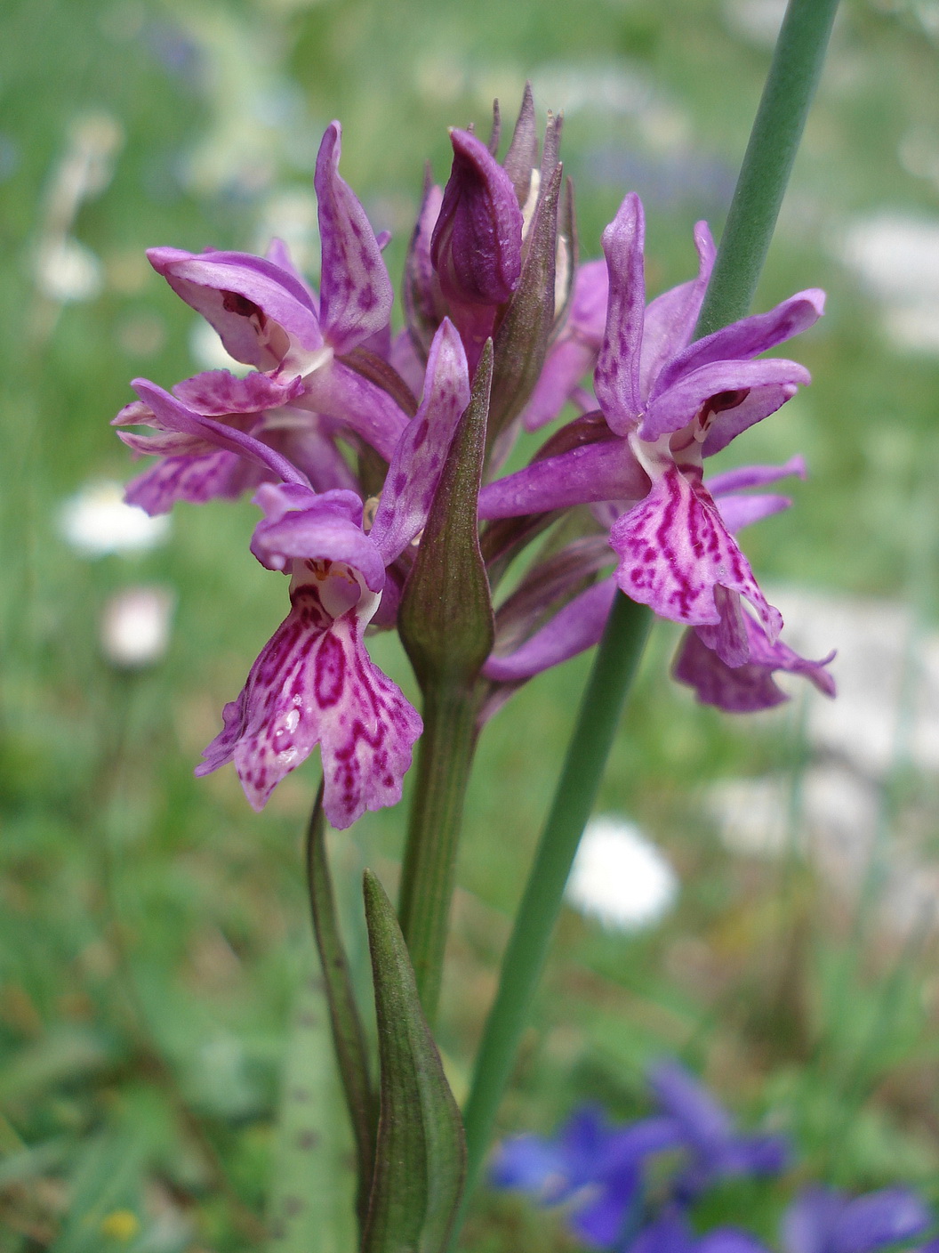 Dac.fuchsii x sambucina.I-Abruz.Mt.Pizzi.Val.di.Terra.JPG