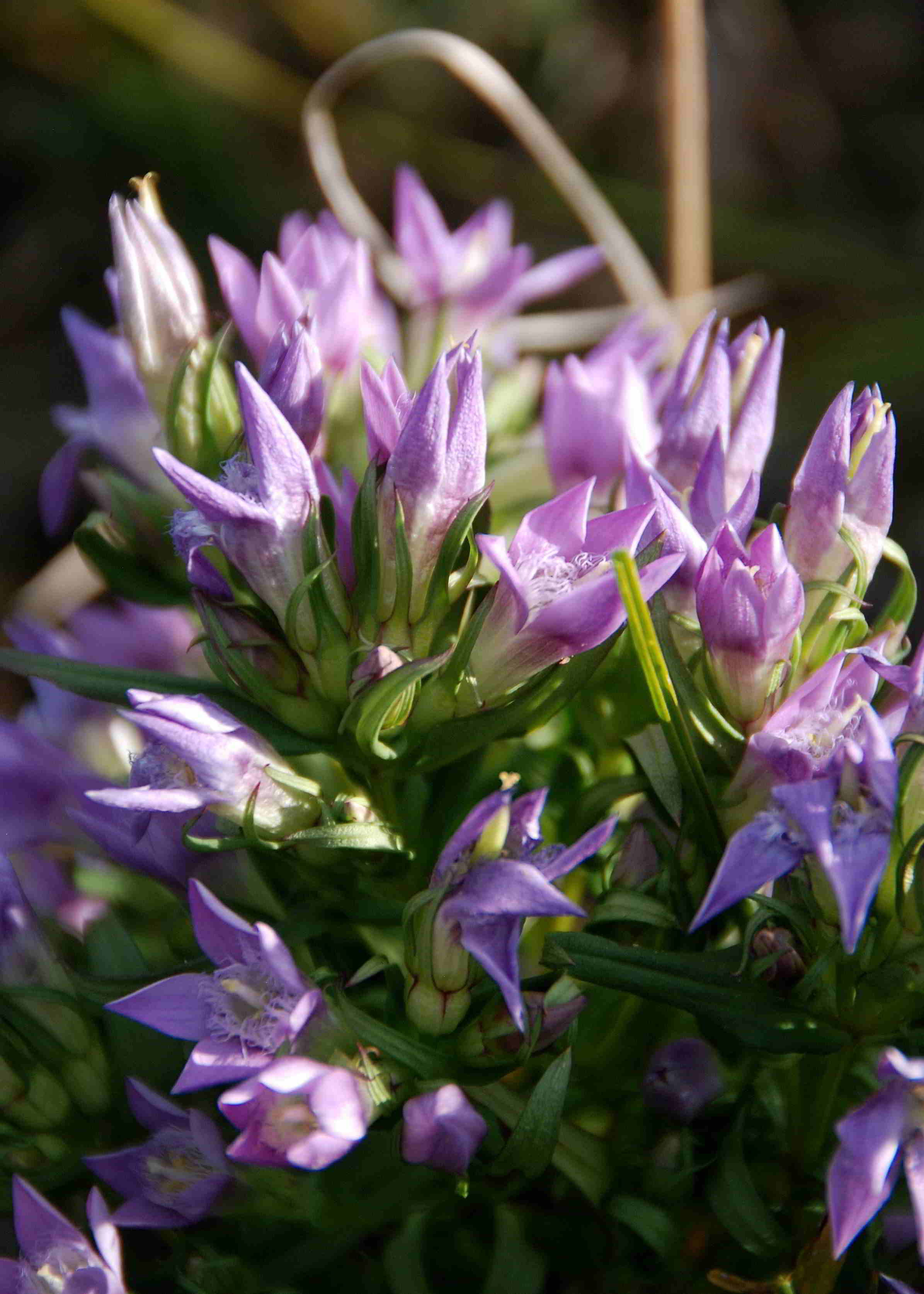 Perchtoldsdorfer Heide 15092017-(36)-große Heide-Gentianella austriaca-Österreichischer Kranzenzian.JPG