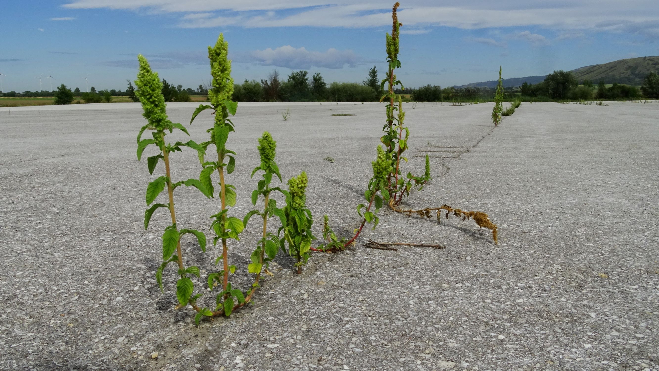 DSC03169 prell-WNW amaranthus retroflexus (links), A. powellii subsp. powellii (re.).JPG