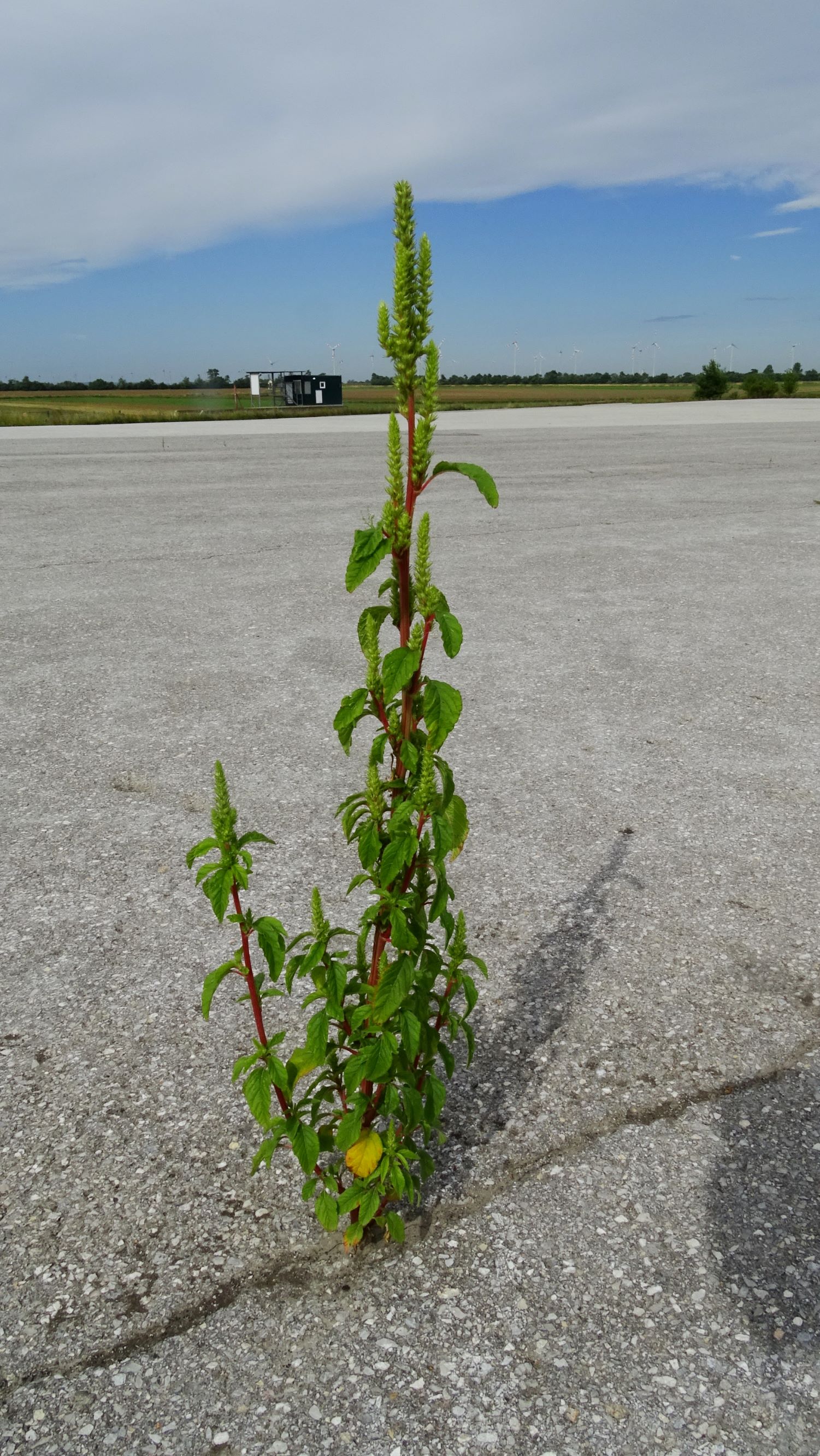 DSC03170 prell-WNW amaranthus powellii subsp. powellii.JPG