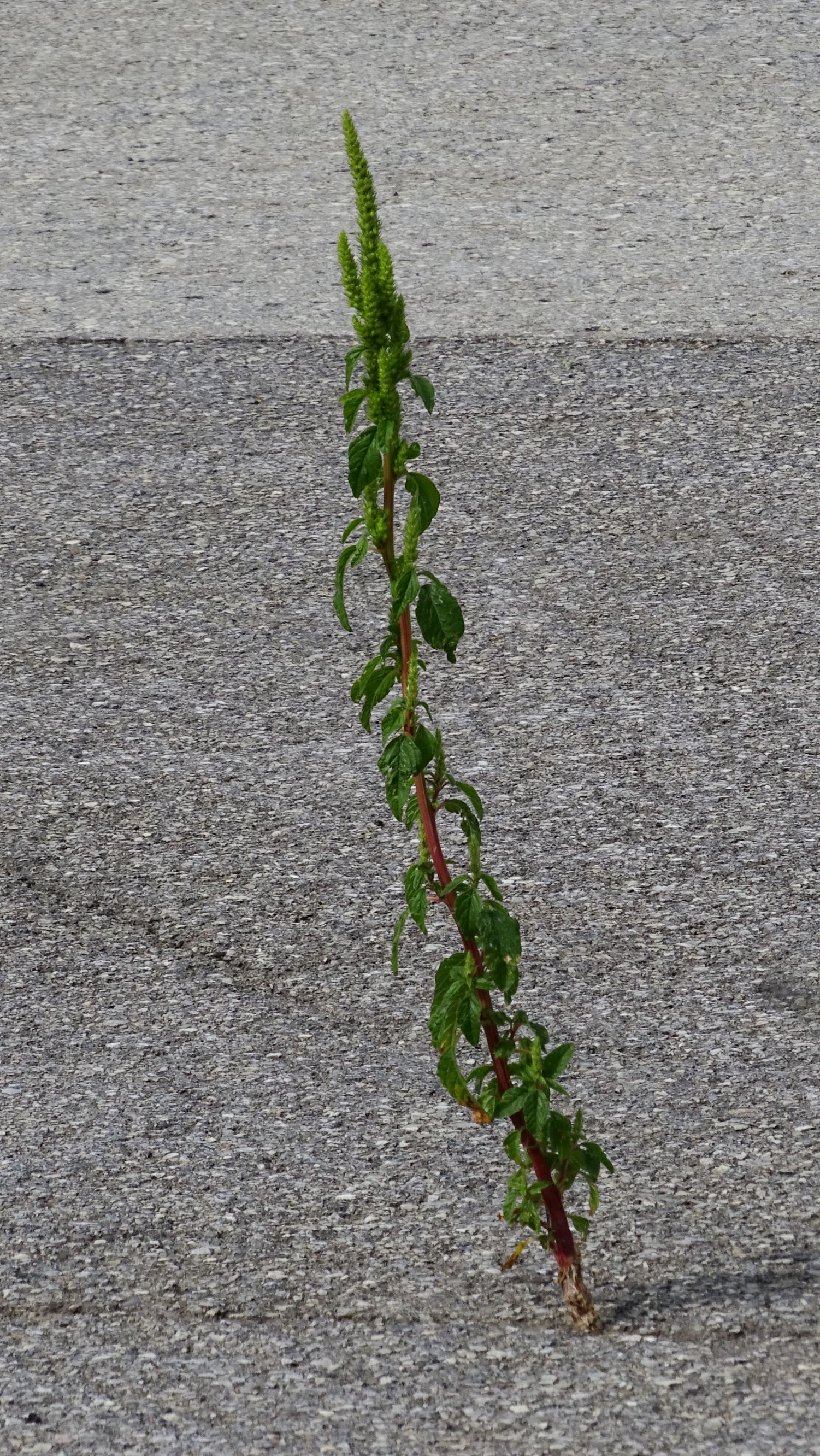 DSC03177 prell-WNW amaranthus powellii subsp. powellii.JPG