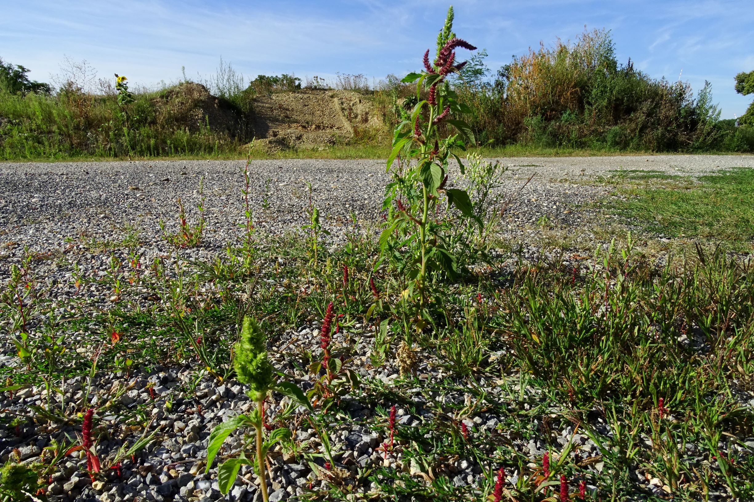 DSC04341 prell-mitte-OSO amaranthus cf. hypochondriacus, a. retroflexus.JPG