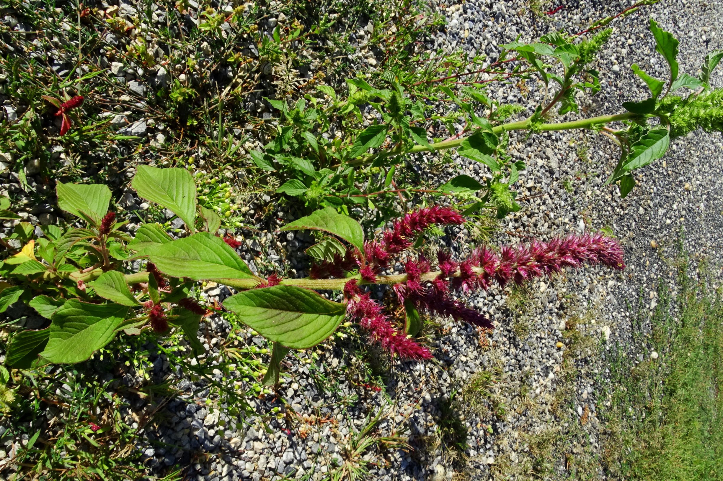 DSC04346 prell-mitte-OSO amaranthus cf. hypochondriacus, a. retroflexus.JPG