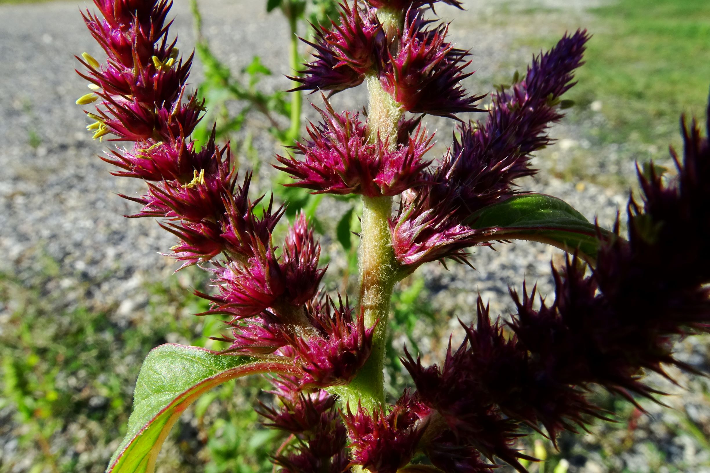 DSC04350 prell-mitte-OSO amaranthus cf. hypochondriacus.JPG