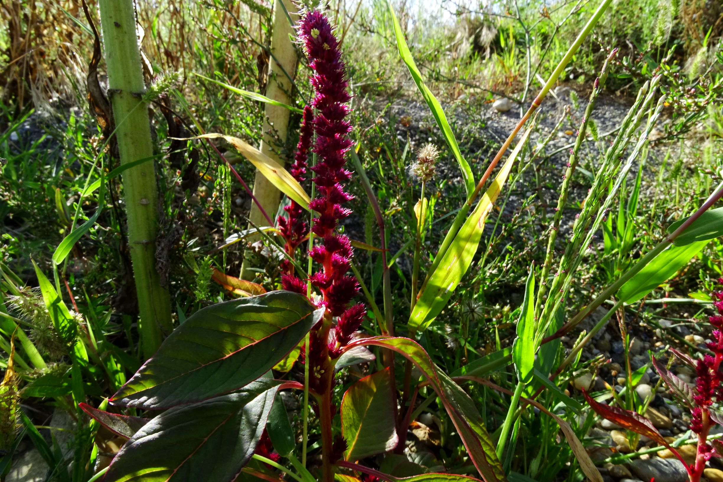 DSC04400 prell-mitte-OSO amaranthus cf. hypochondriacus.JPG