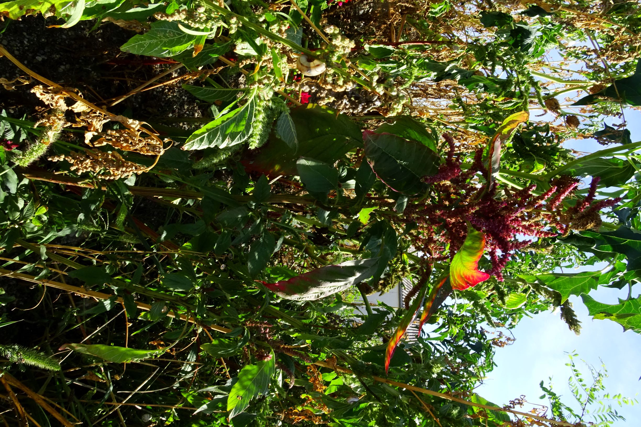 DSC04427 prell-mitte-OSO amaranthus cf. hypochondriacus.JPG