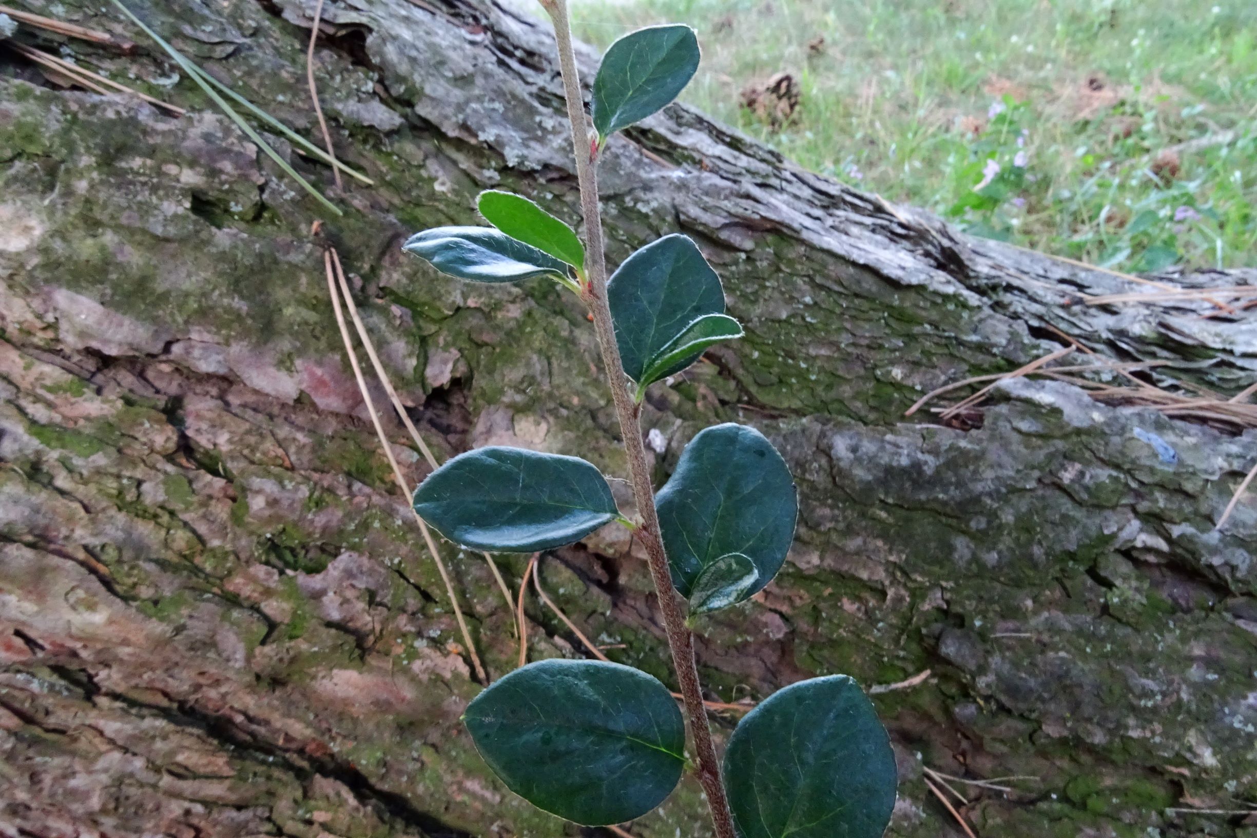 DSC04643 prell-SSW cotoneaster.JPG