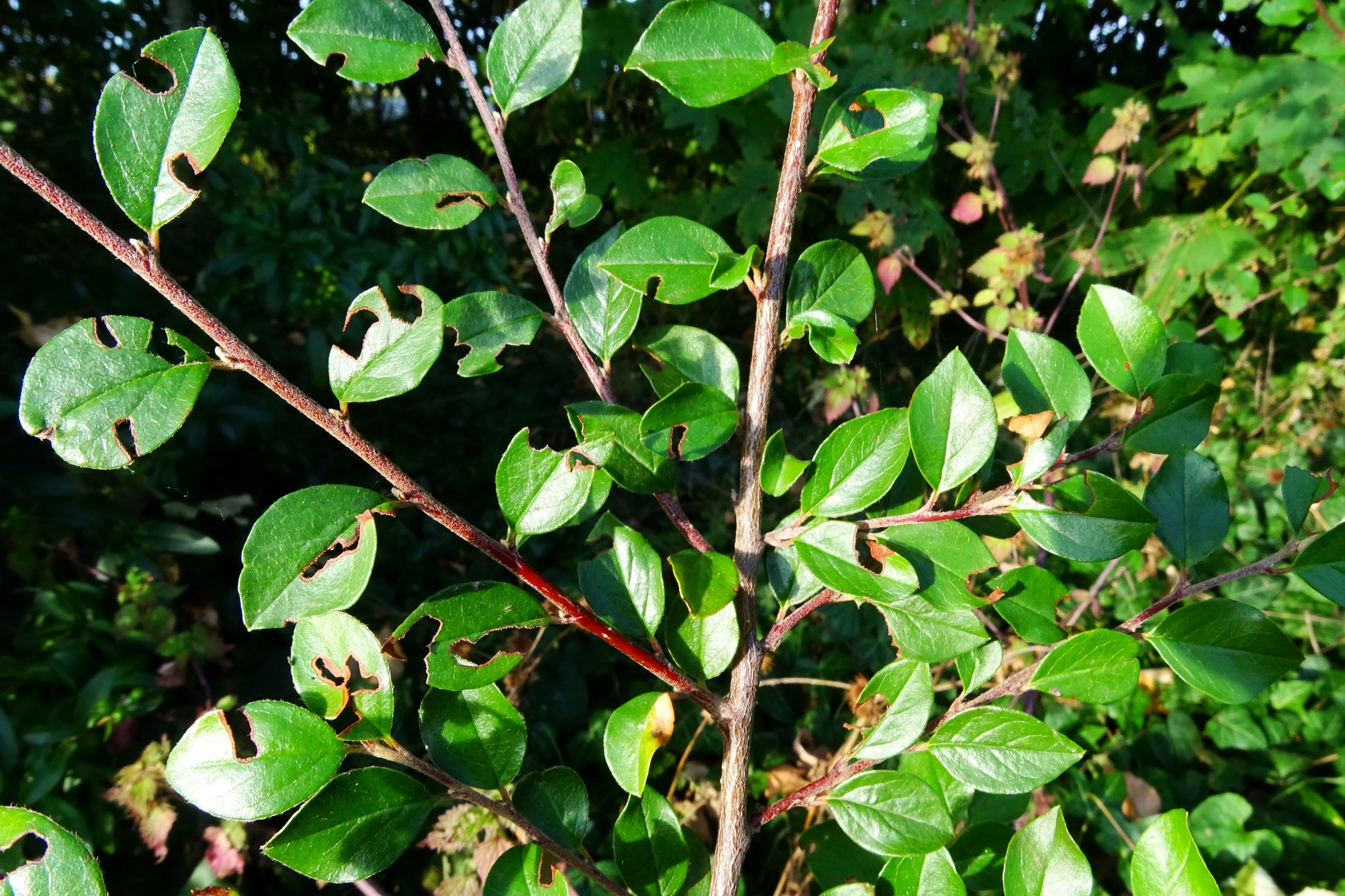 DSC04695 prell-SSW cotoneaster.JPG