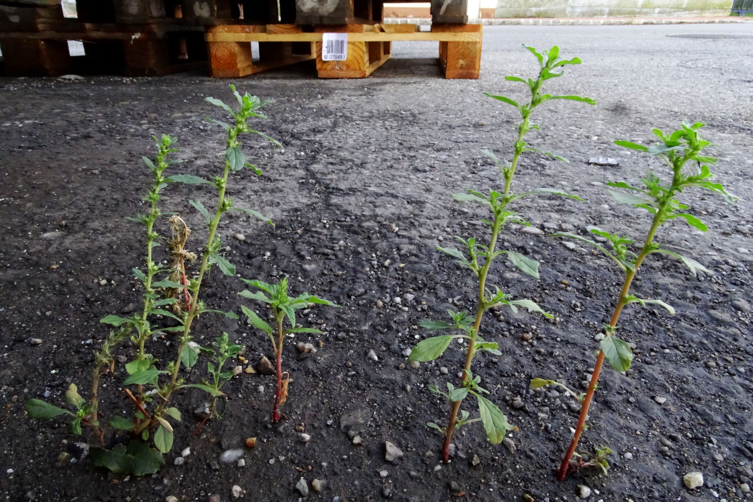 DSC04947 prell-mitte amaranthus cf. albus etc.JPG