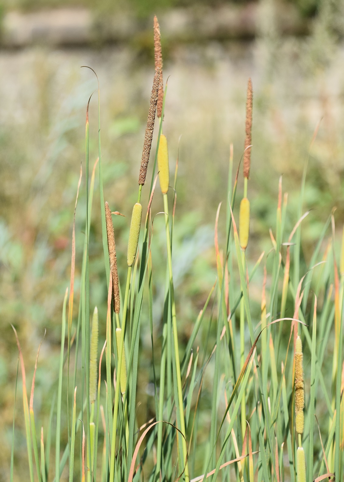 Klausen-Leopoldsdorf-Klausenbeckern-27082020-(9) - Typha minima - Zwerg-Schilf.JPG