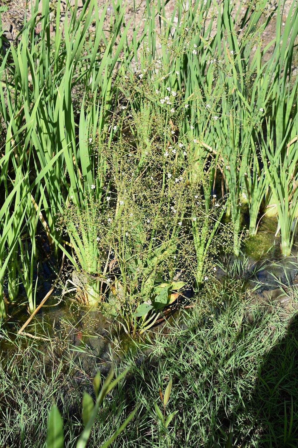 Klausen-Leopoldsdorf-Klausenbeckern-27082020-(3) - Alisma plantago-aquatica - Gewöhnlicher Froschlöffel.JPG