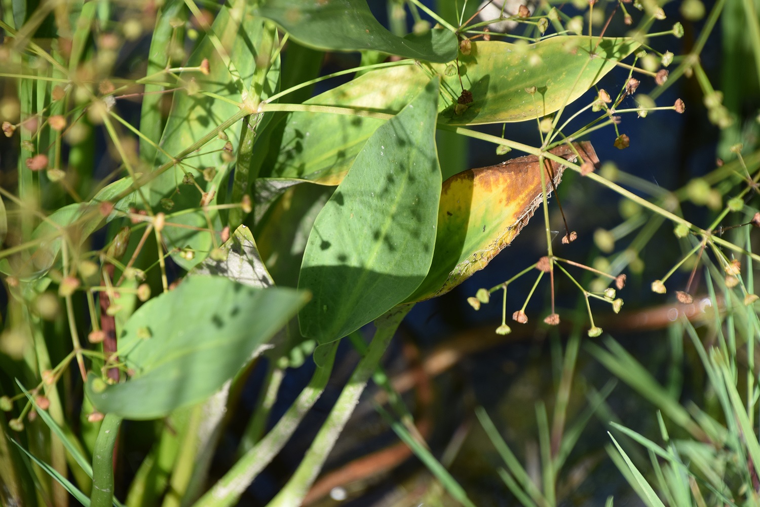 Klausen-Leopoldsdorf-Klausenbeckern-27082020-(4) - Alisma plantago-aquatica - Gewöhnlicher Froschlöffel.JPG