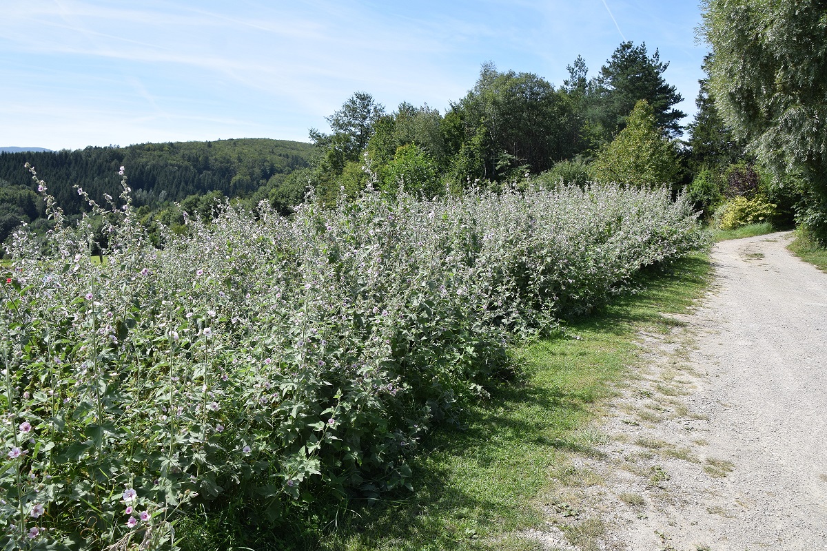 Ranzenbach-27082020-(54) - Siedlung - Althaea taurinensis  - Turiner Eibisch.JPG