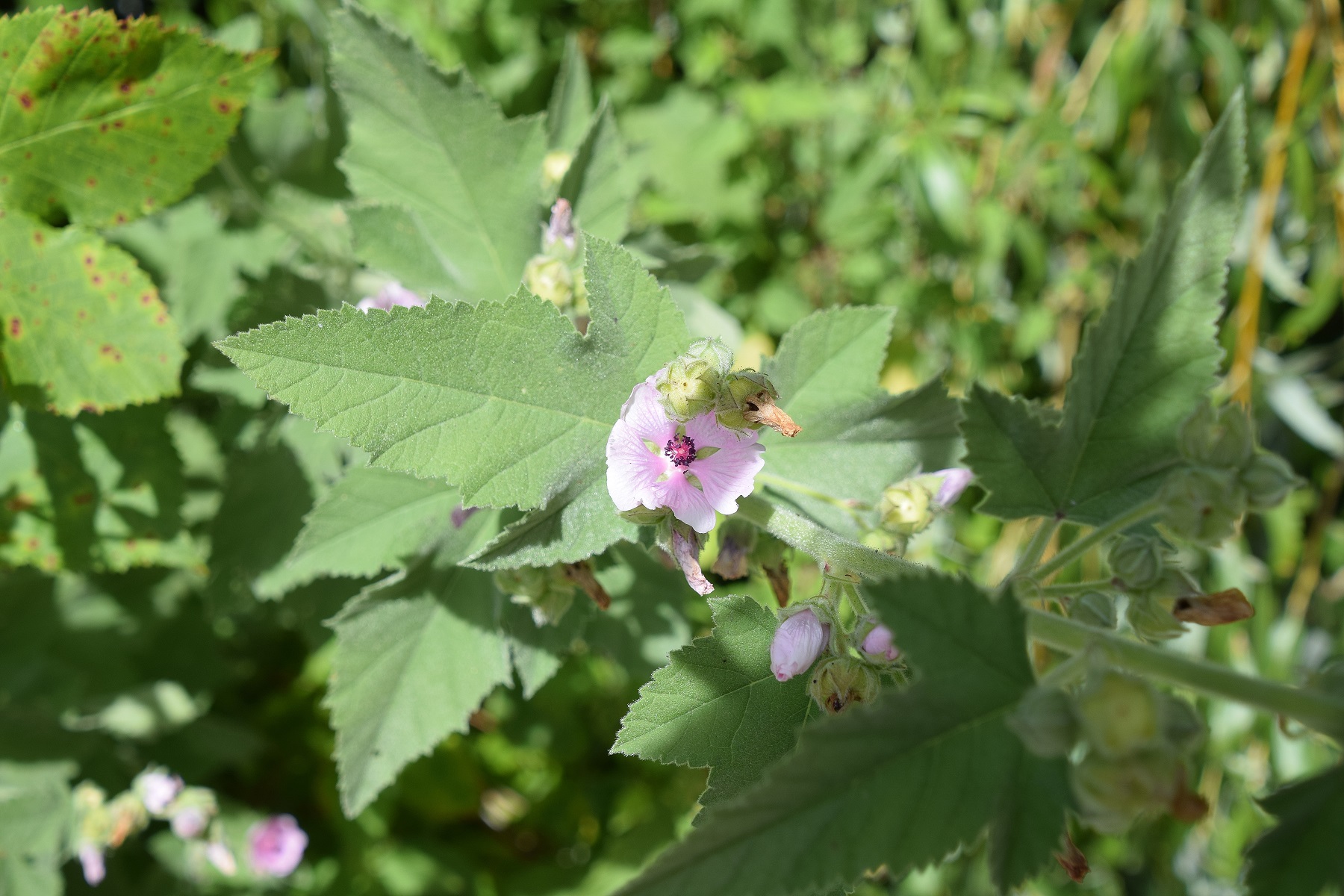 Ranzenbach-27082020-(46) - Siedlung - Althaea taurinensis  - Turiner Eibisch.JPG