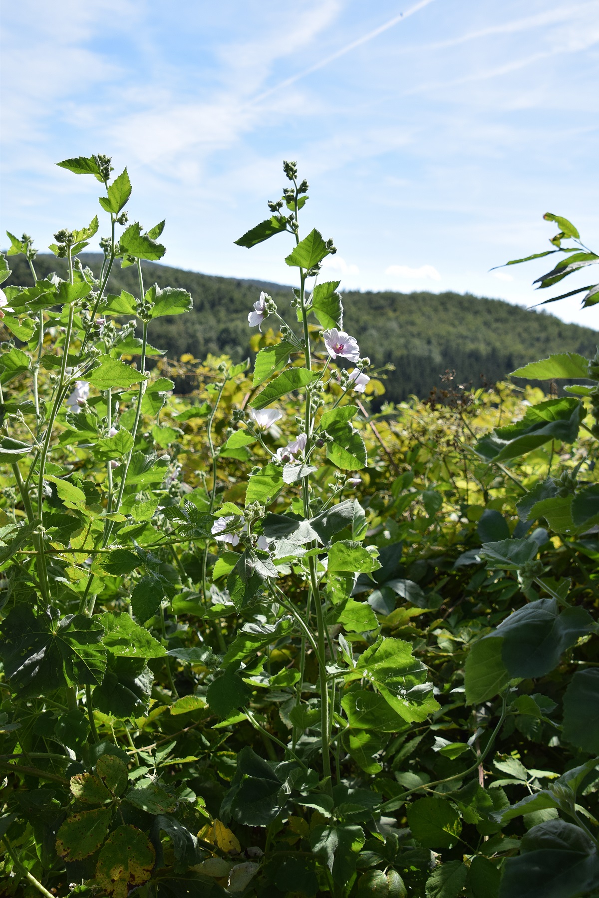 Ranzenbach-27082020-(48) - Siedlung - Althaea officinalis - Echter Eibisch.JPG