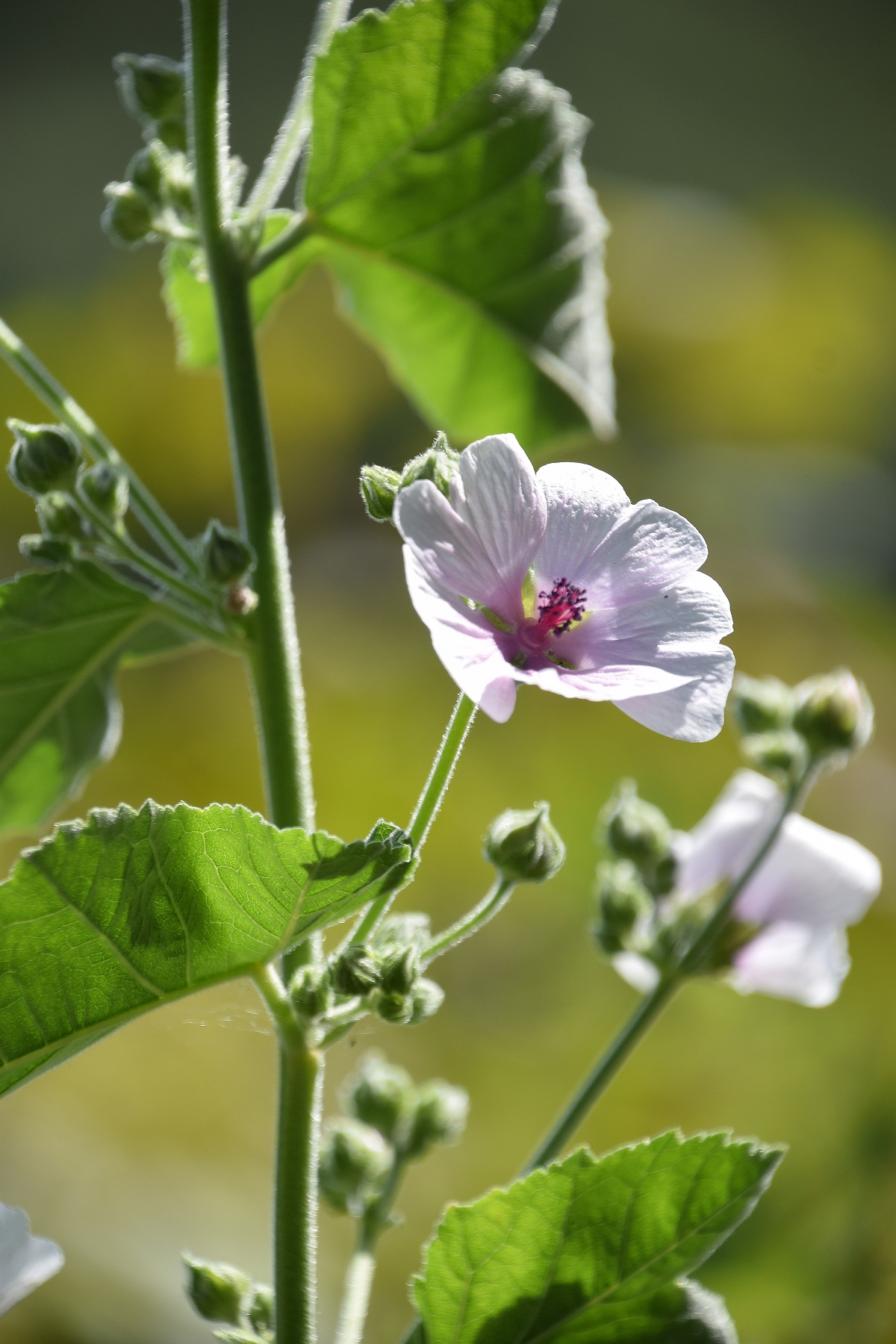 Ranzenbach-27082020-(49) - Siedlung - Althaea officinalis - Echter Eibisch.JPG