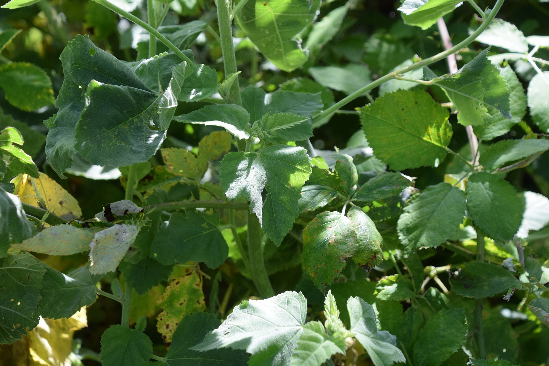 Ranzenbach-27082020-(50) - Siedlung - Althaea officinalis - Echter Eibisch.JPG