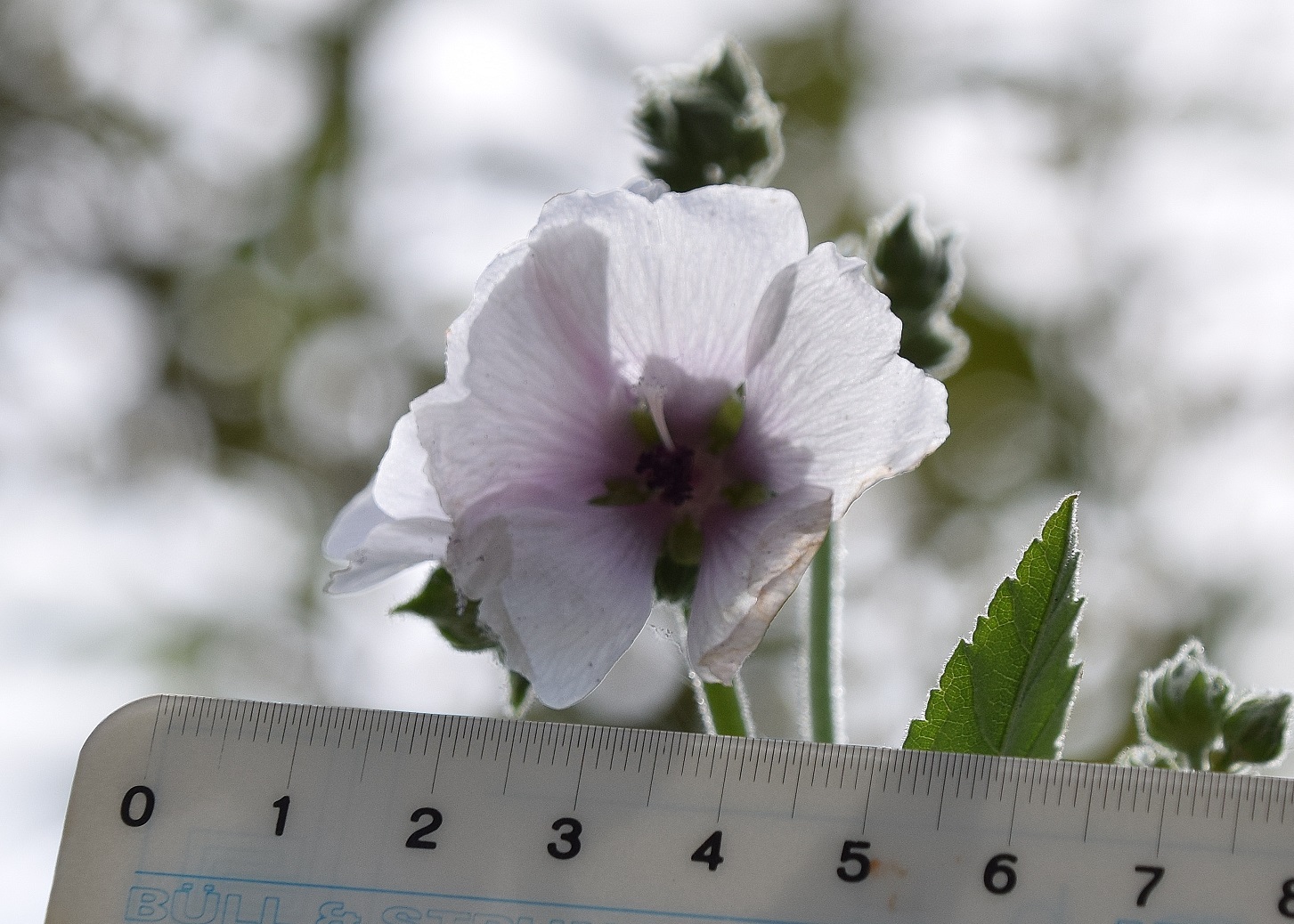 Ranzenbach-27082020-(66) - Siedlung - Althaea officinalis - Echter Eibisch.JPG