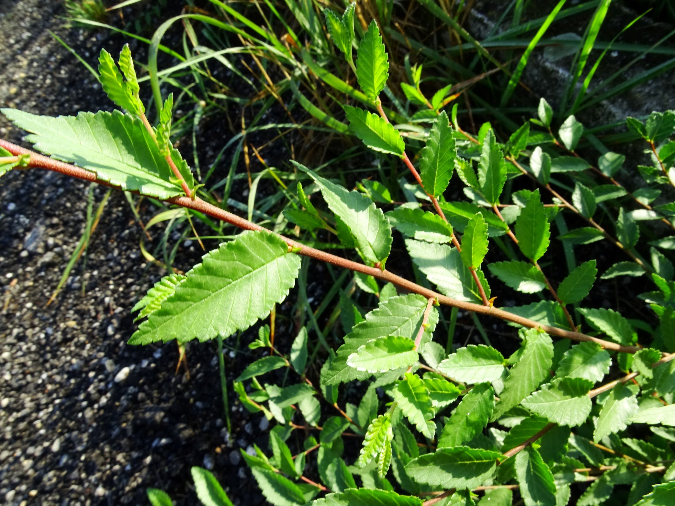 DSC05193 ulmus.JPG