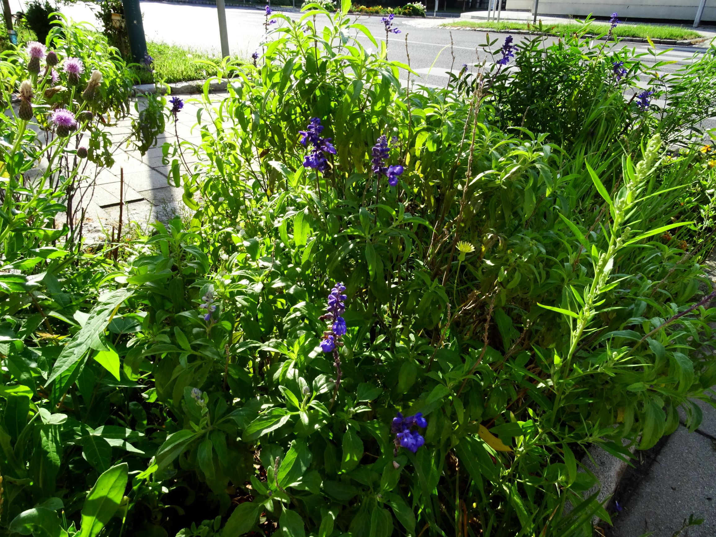 DSC05290 prell-mitte chenopodium pratericola.JPG